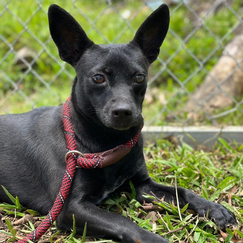 Betty, Adoptable, Adult Female Mixed Breed.