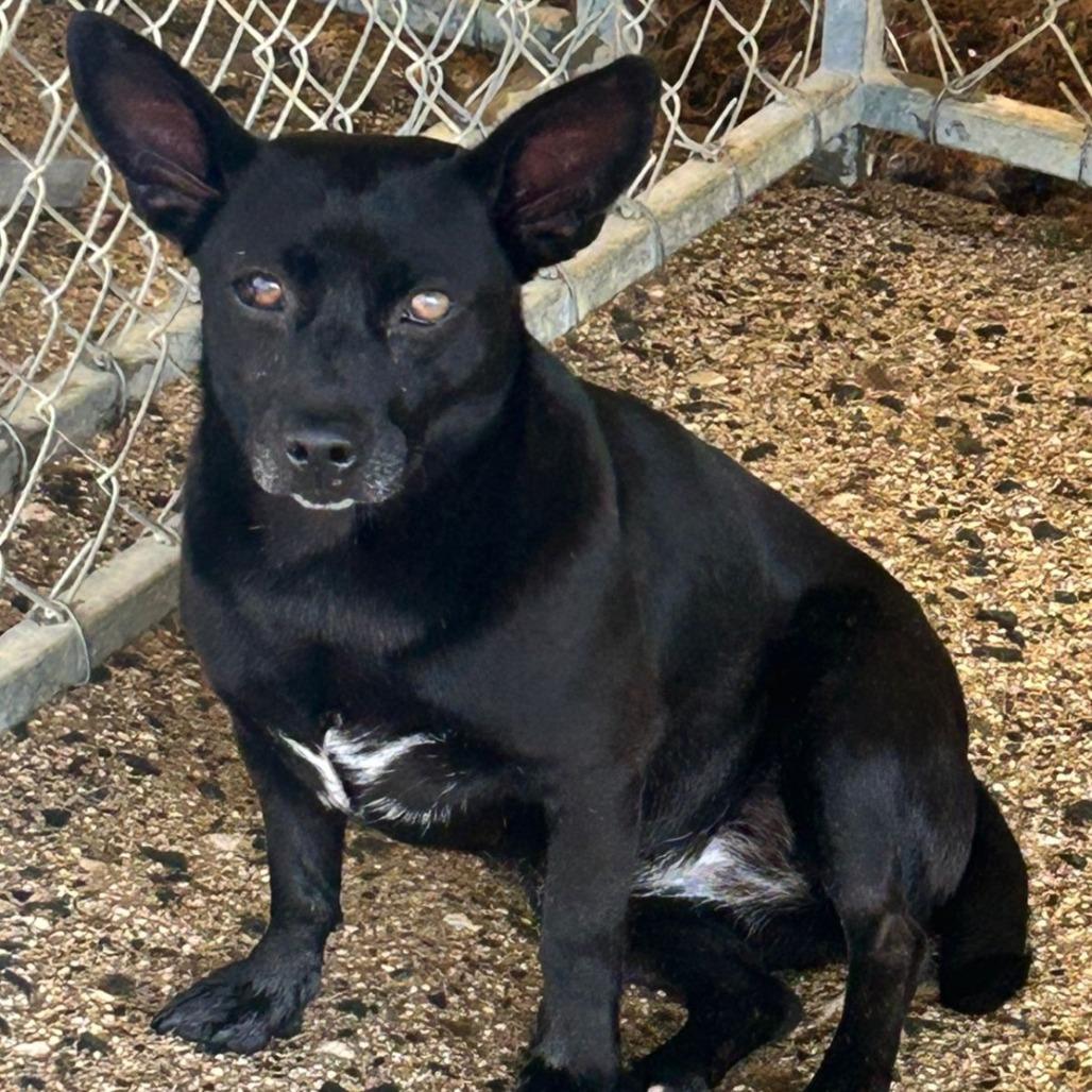 Enlarge Betty, a Adoptable Mixed Breed in San Juan, PR image 2/2