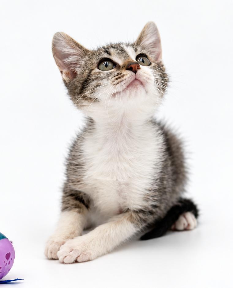 Enlarge Sky is so sweet and sooo special - Head butting champ - super TINY too, a Adoptable mixed breed in Bedford Hills, NY image 3/5