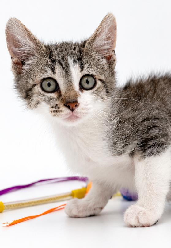 Sky is so sweet and sooo special - Head butting champ - super TINY too, Adoptable, Kitten Female Turkish Van & Bengal.