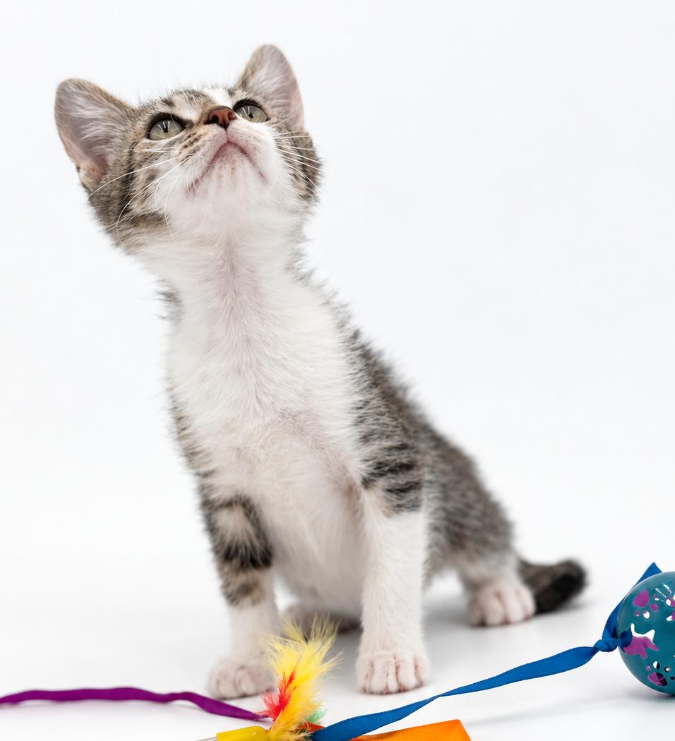 Enlarge Sky is so sweet and sooo special - Head butting champ - super TINY too, a Adoptable mixed breed in Bedford Hills, NY image 2/5