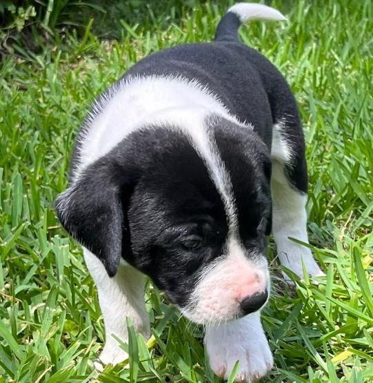 Oreo, Adopted, Puppy Male Foxhound.
