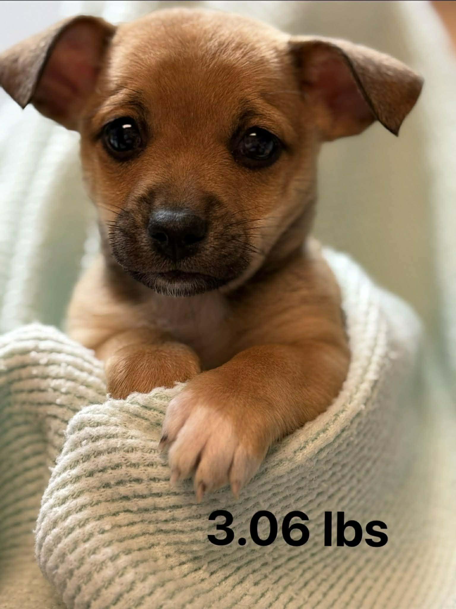 Jenny, adopted, Puppy Female Chihuahua & Jack Russell Terrier.