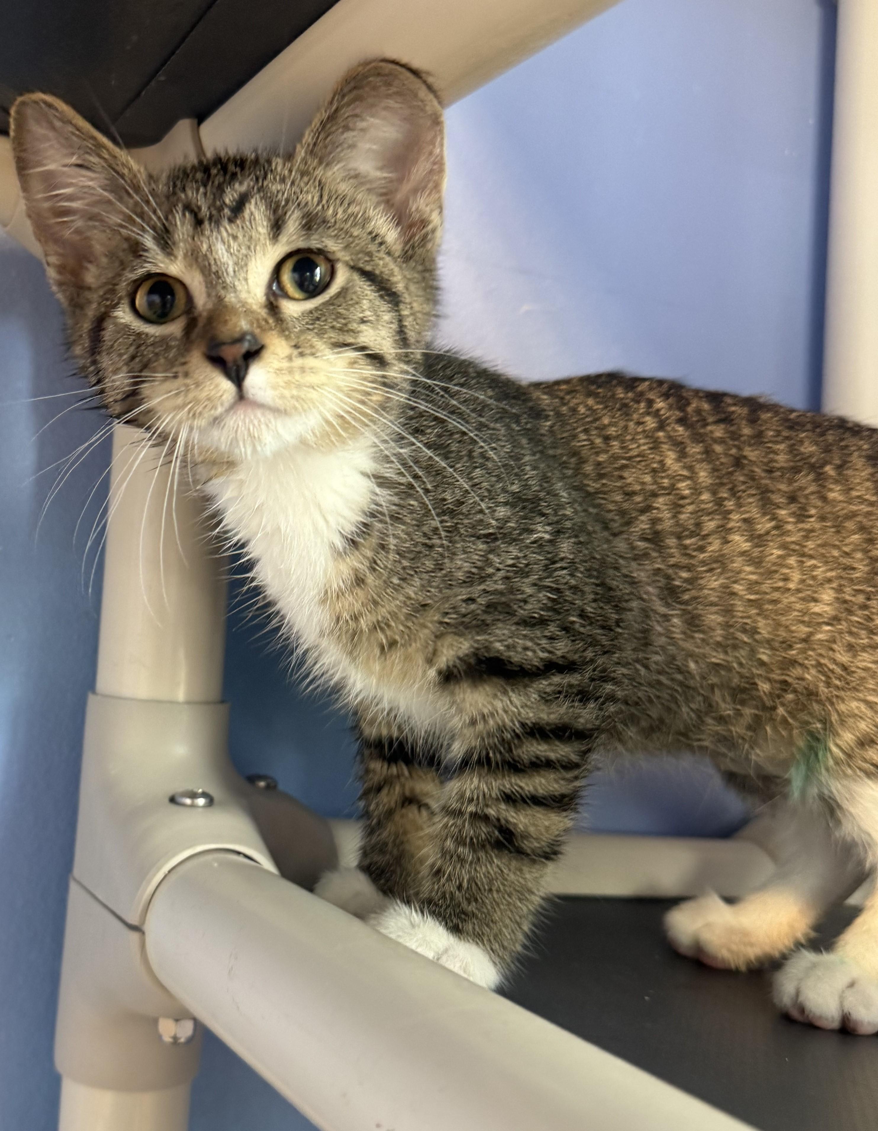 Enlarge Juggernaut, a ADOPTABLE Domestic Short Hair in Brookings, SD image 1/1