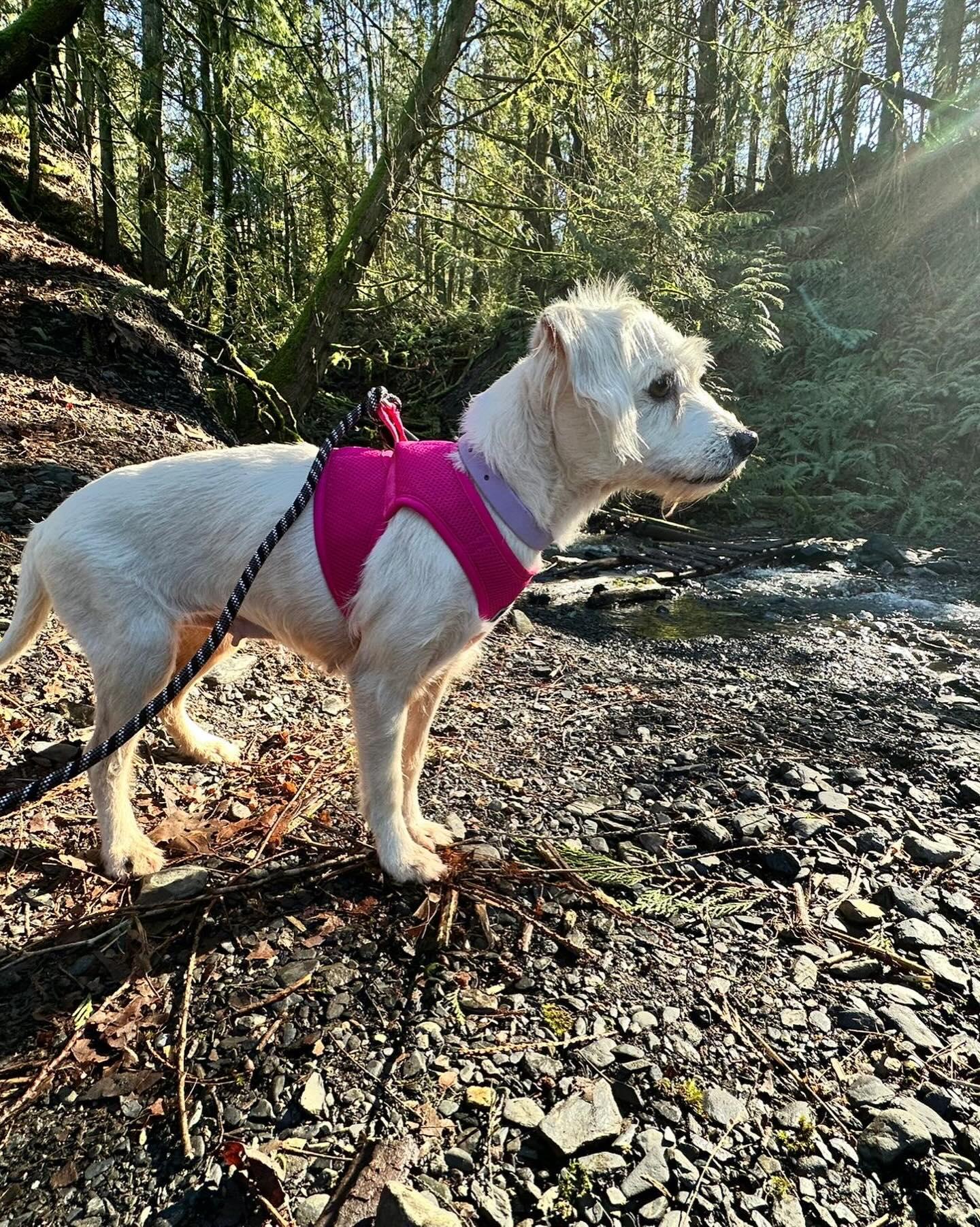 ECLAIR, an adopted mixed breed in Coquitlam, BC image 4/6
