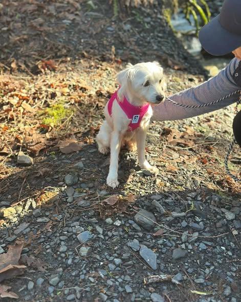 ECLAIR, an adopted mixed breed in Coquitlam, BC image 2/6