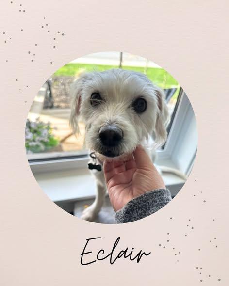 ECLAIR, ADOPTABLE, Young Female Maltese & Jack Russell Terrier.