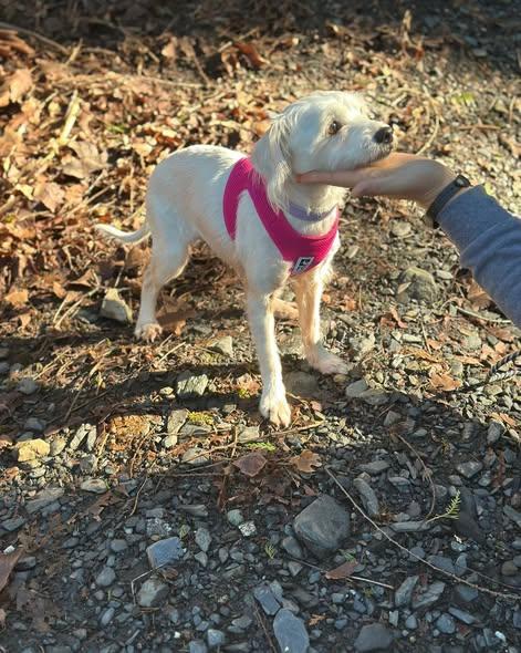 ECLAIR, an adopted mixed breed in Coquitlam, BC image 3/6