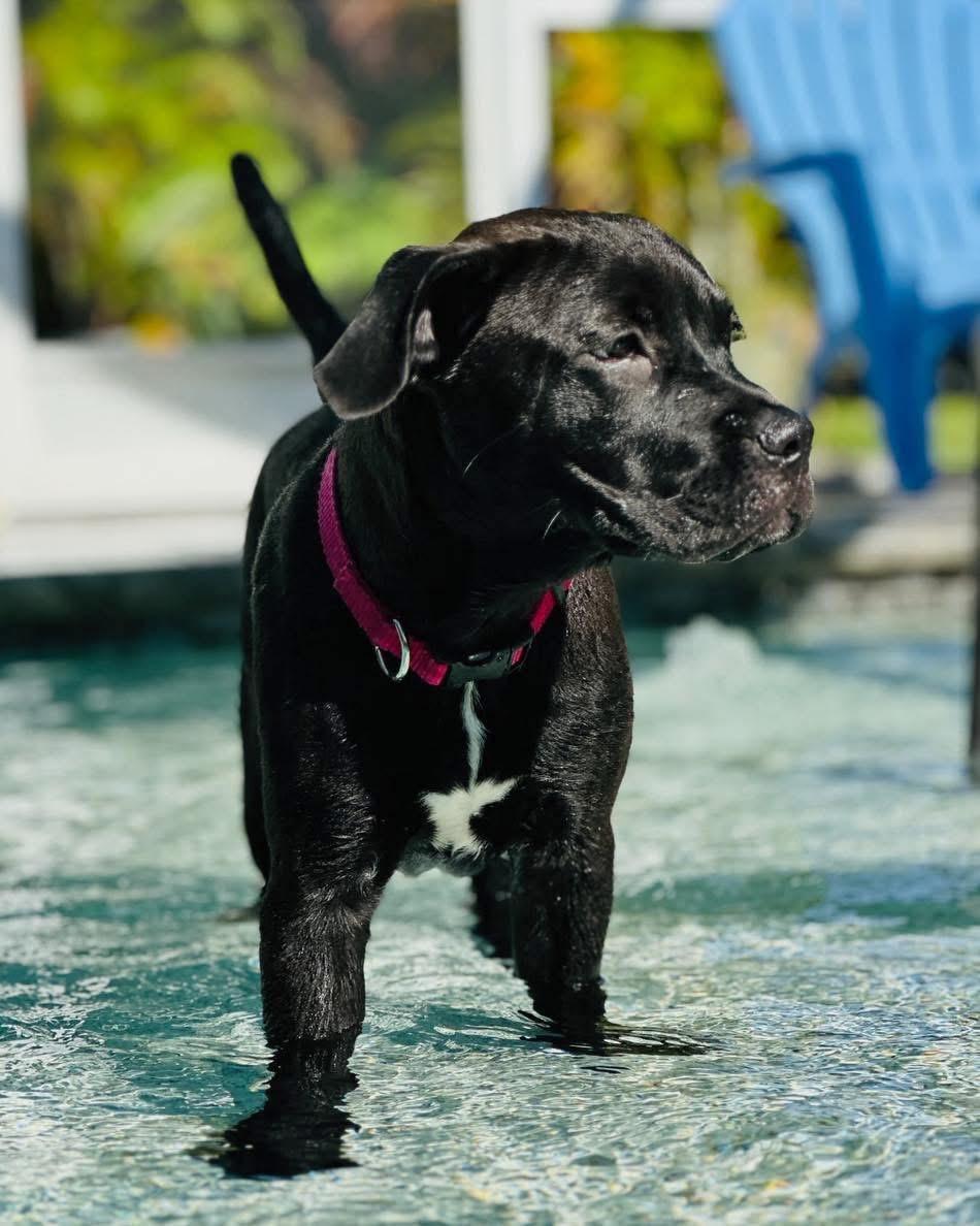 Enlarge Charli, a Adopted mixed breed in Fort Myers, FL image 2/5