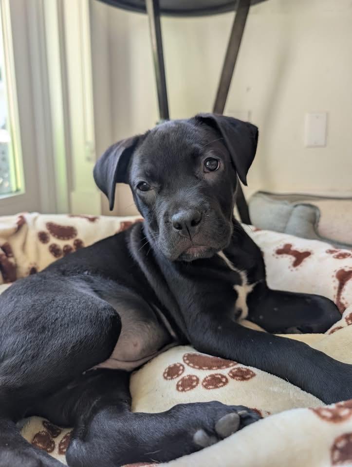 Enlarge Charli, a Adopted mixed breed in Fort Myers, FL image 3/5