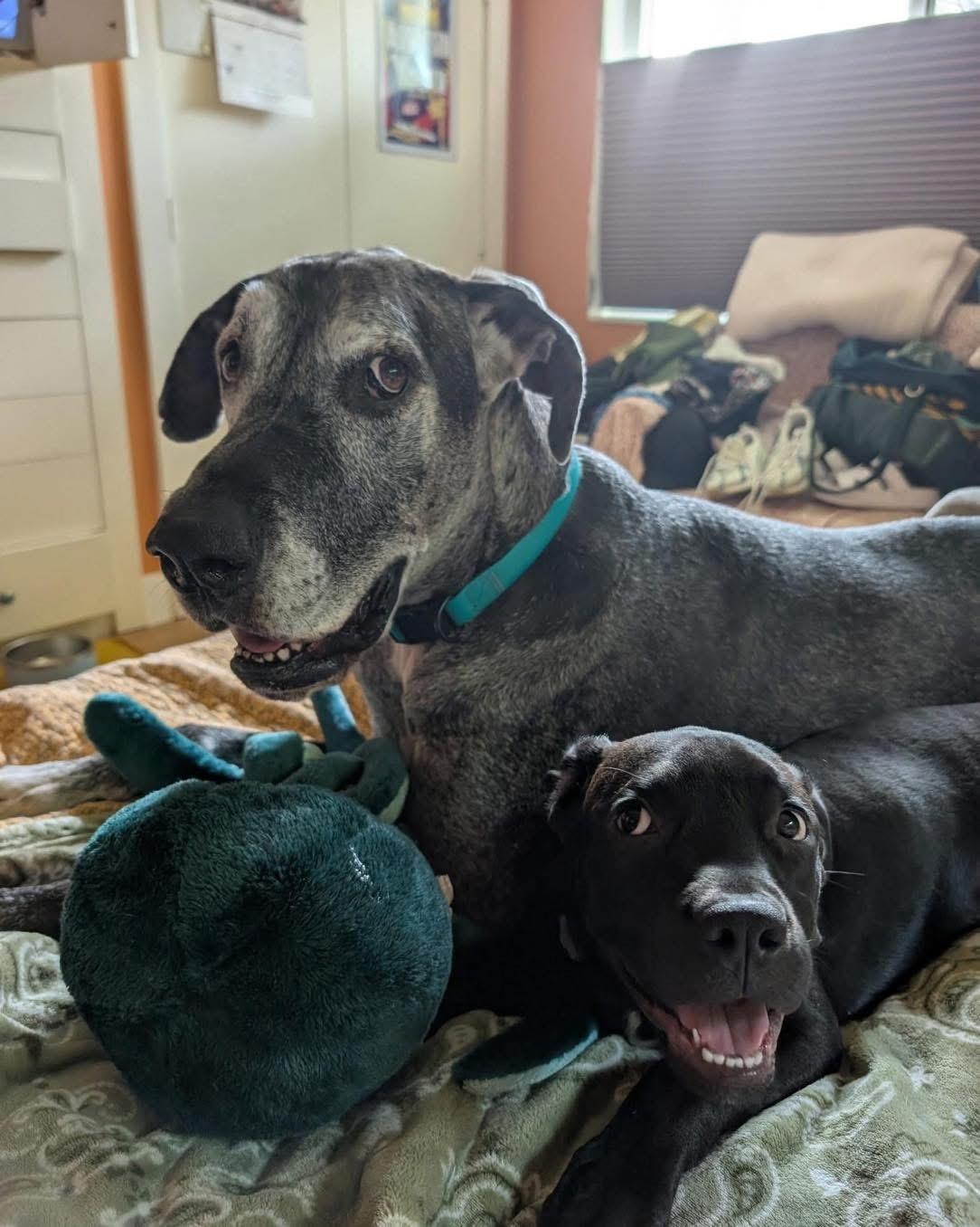 Enlarge Charli, a Adopted mixed breed in Fort Myers, FL image 4/5