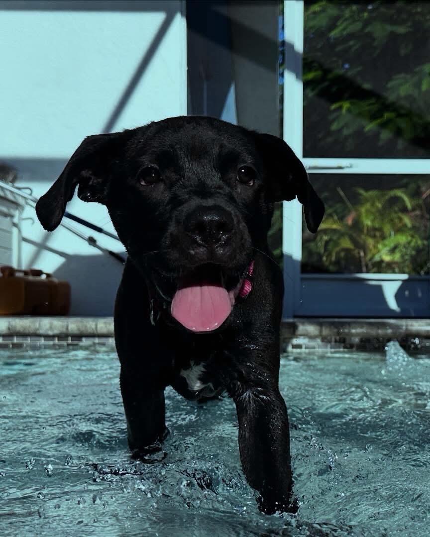 Enlarge Charli, a Adopted mixed breed in Fort Myers, FL image 5/5