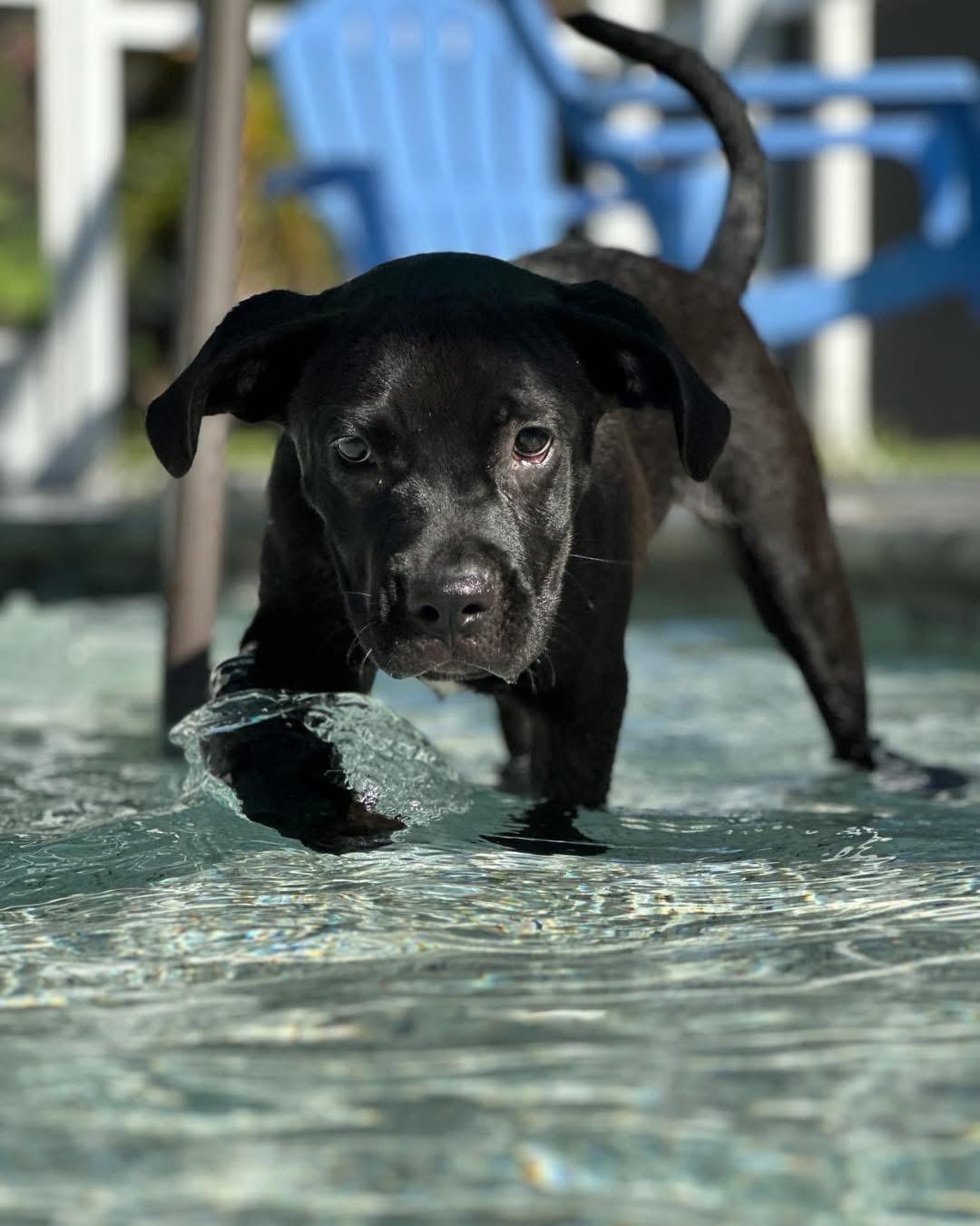 Charli, Adopted, Puppy Female American Staffordshire Terrier & Pit Bull Terrier.