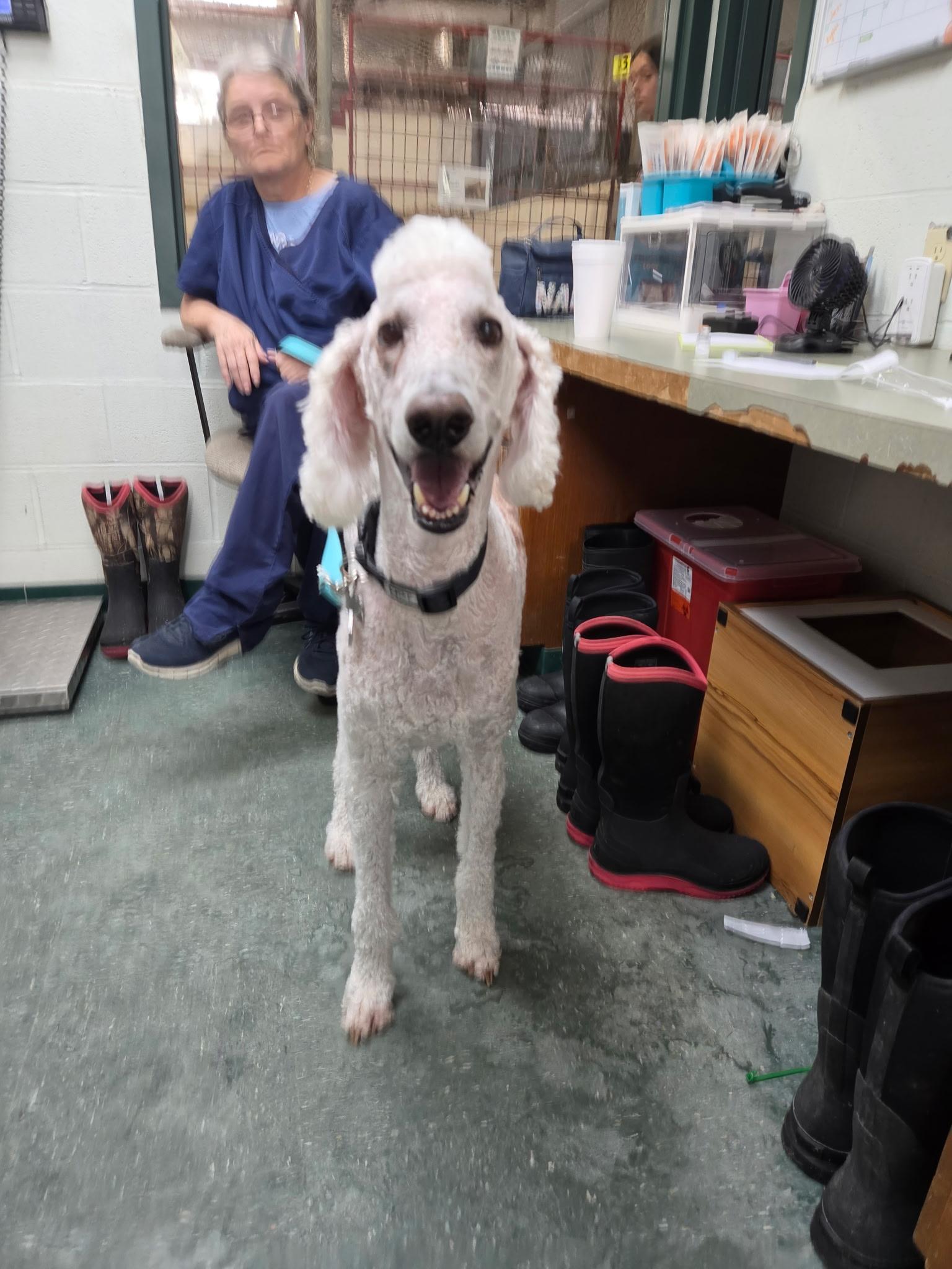 Sampson, Adoptable, Senior Male Standard Poodle.