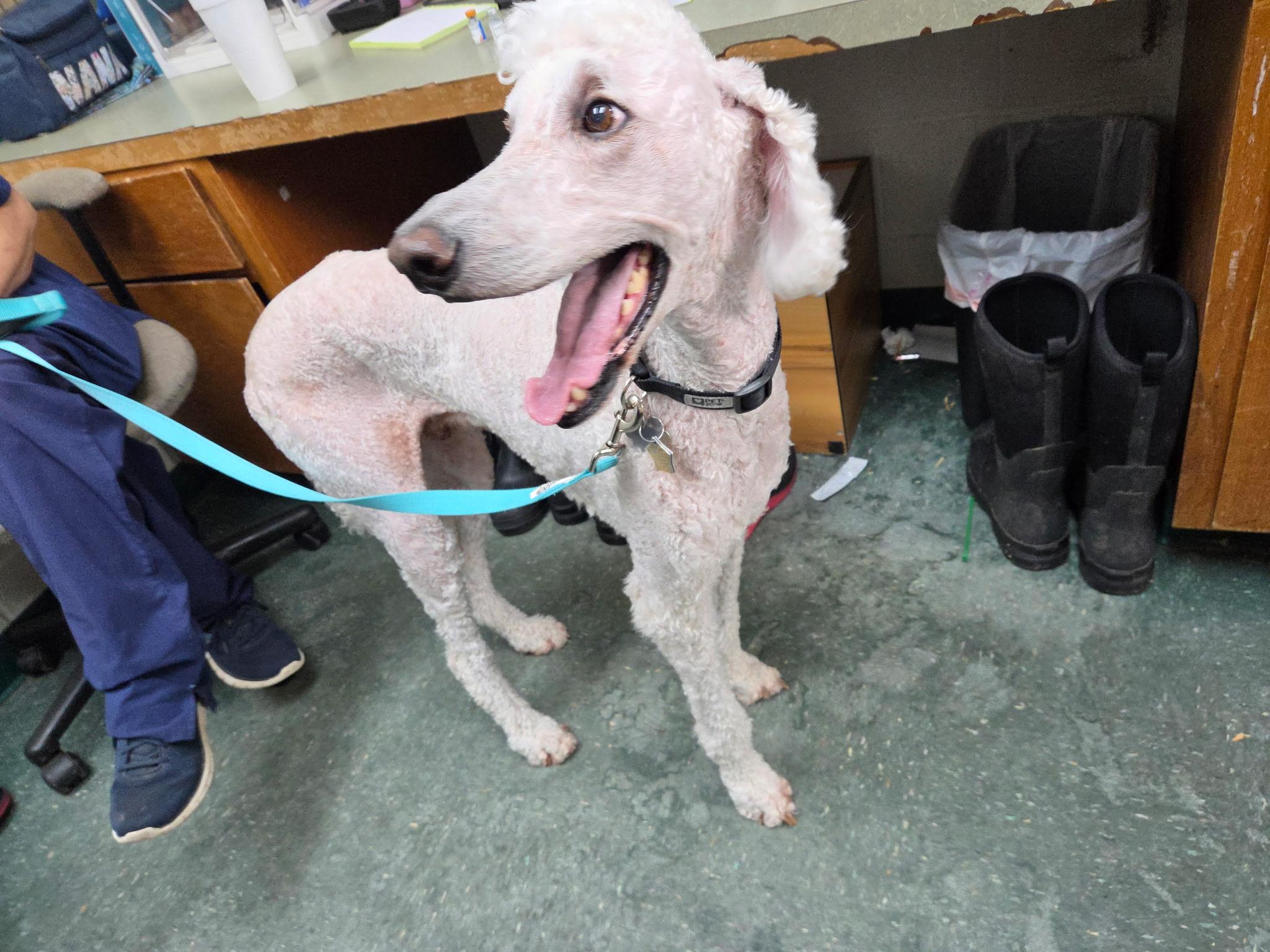 Enlarge Sampson, a Adoptable Standard Poodle in Chickasha, OK image 2/3