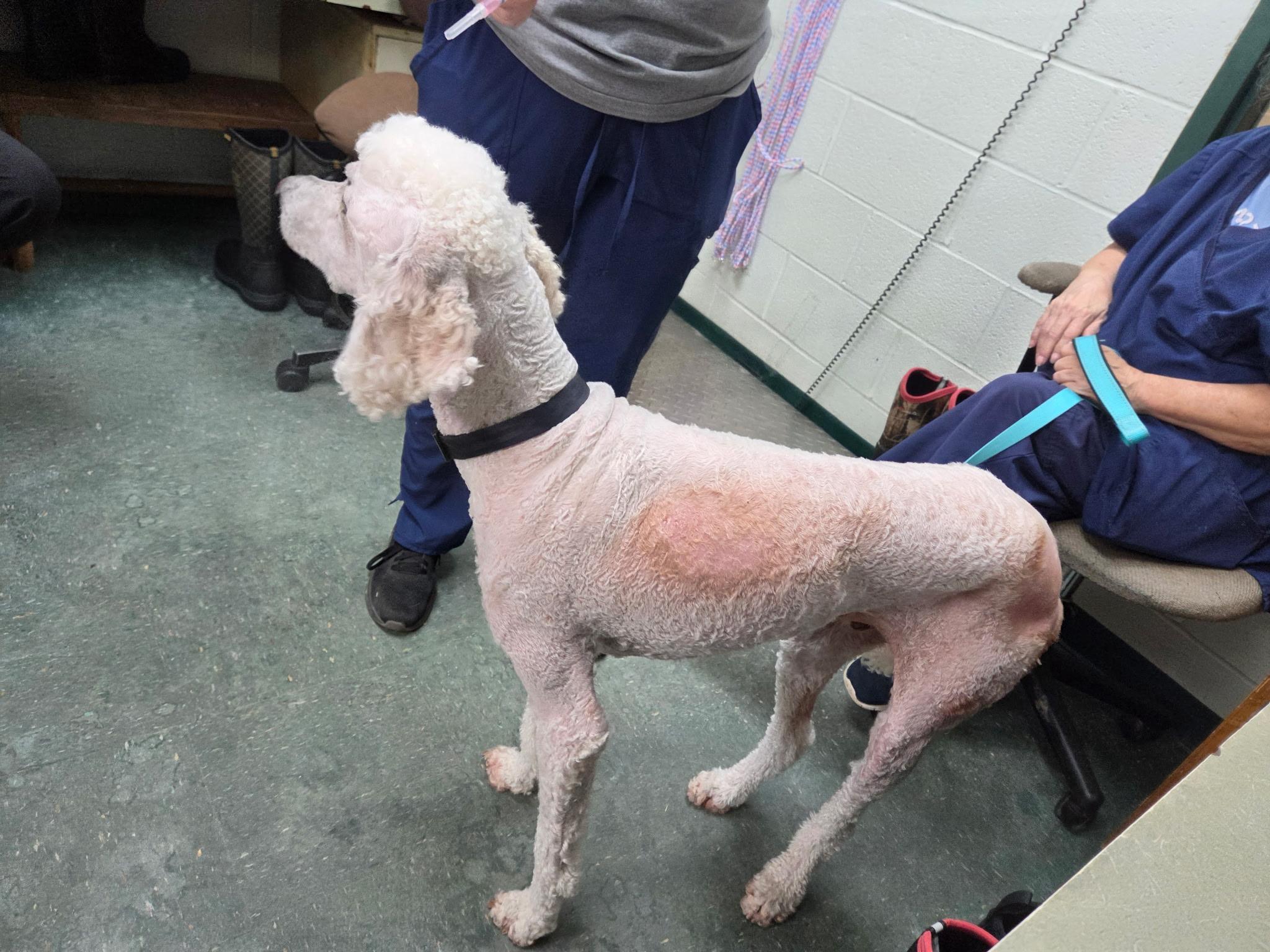 Enlarge Sampson, a Adoptable Standard Poodle in Chickasha, OK image 3/3