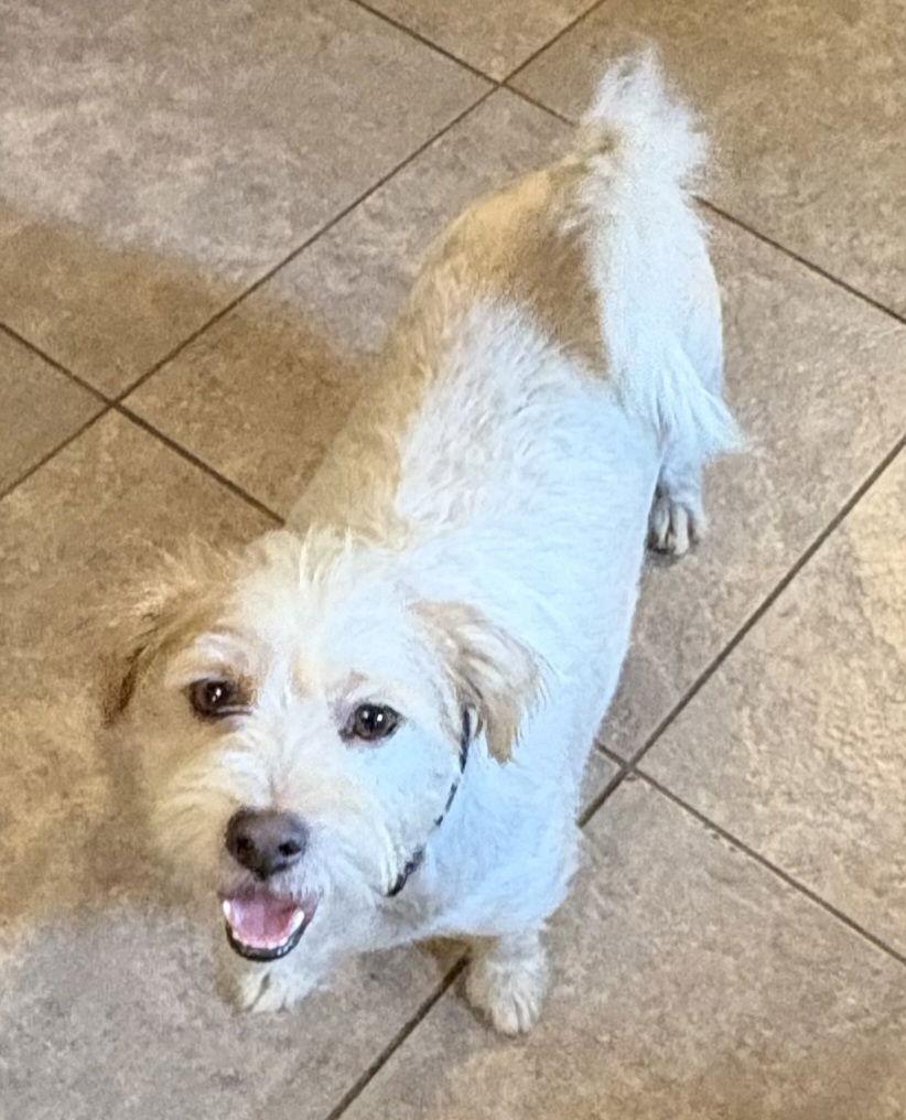 Enlarge Elvis, a Adopted mixed breed in Mentone, CA image 1/3