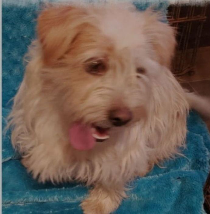 Enlarge Elvis, a Adopted mixed breed in Mentone, CA image 2/3