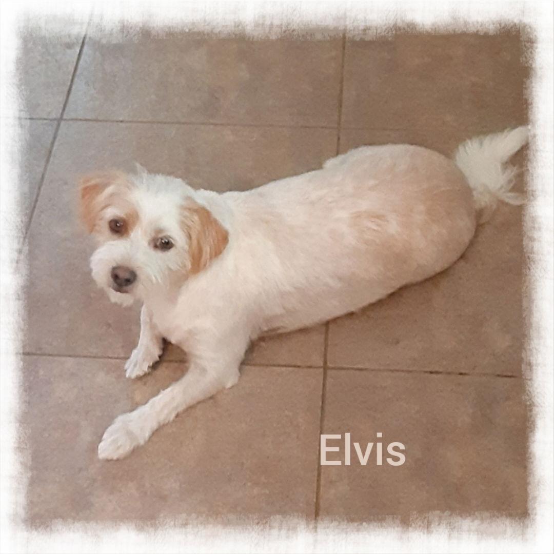 Enlarge Elvis, a Adopted mixed breed in Mentone, CA image 3/3