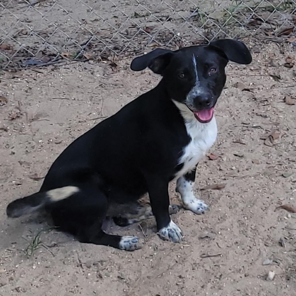 Shorty, Adoptable, Adult Male Mixed Breed.