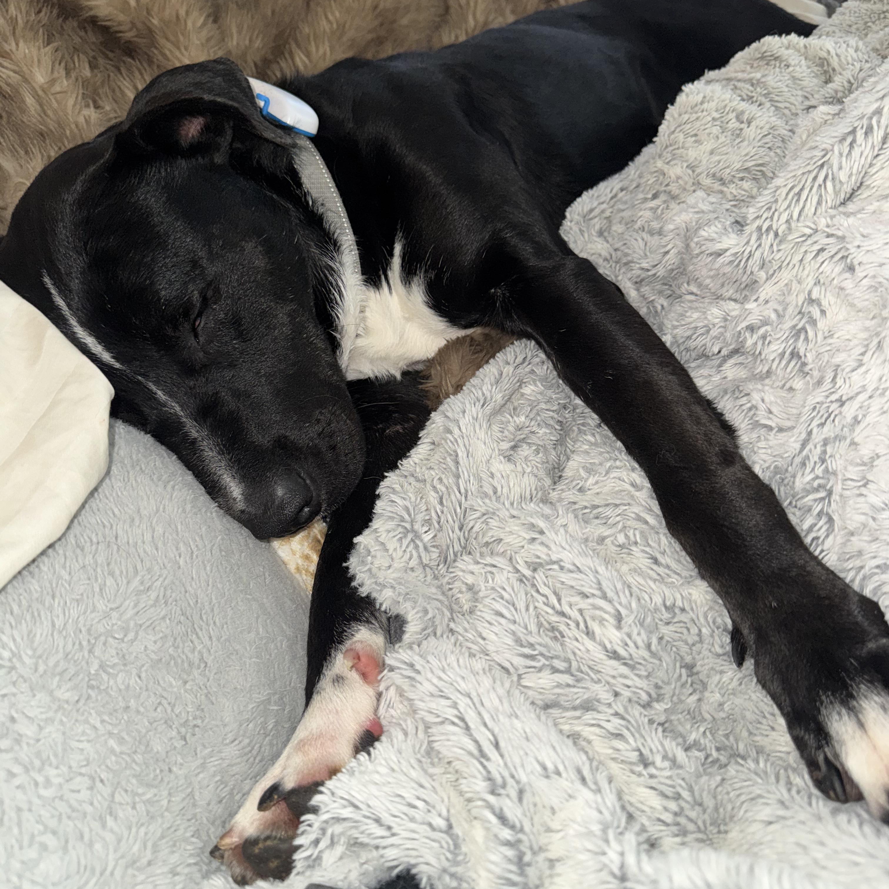 Enlarge Benji- Your Best Friend, a Adoptable mixed breed in Grass Valley, CA image 5/6