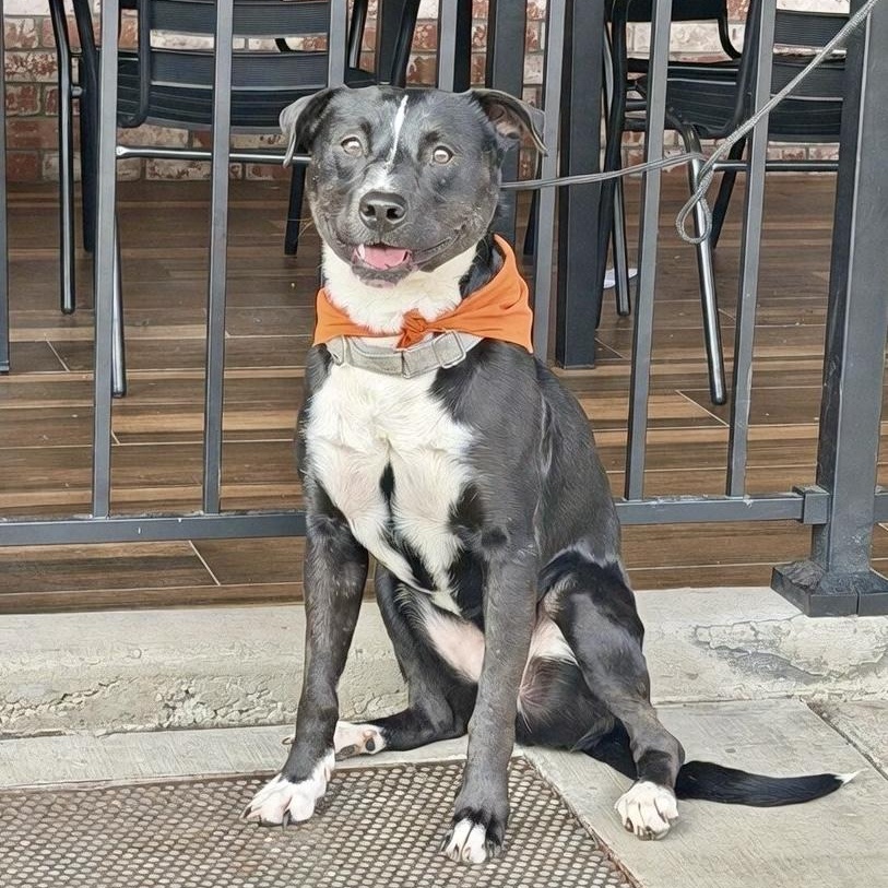 Benji- Your Best Friend, Adoptable, Adult Male Cattle Dog.