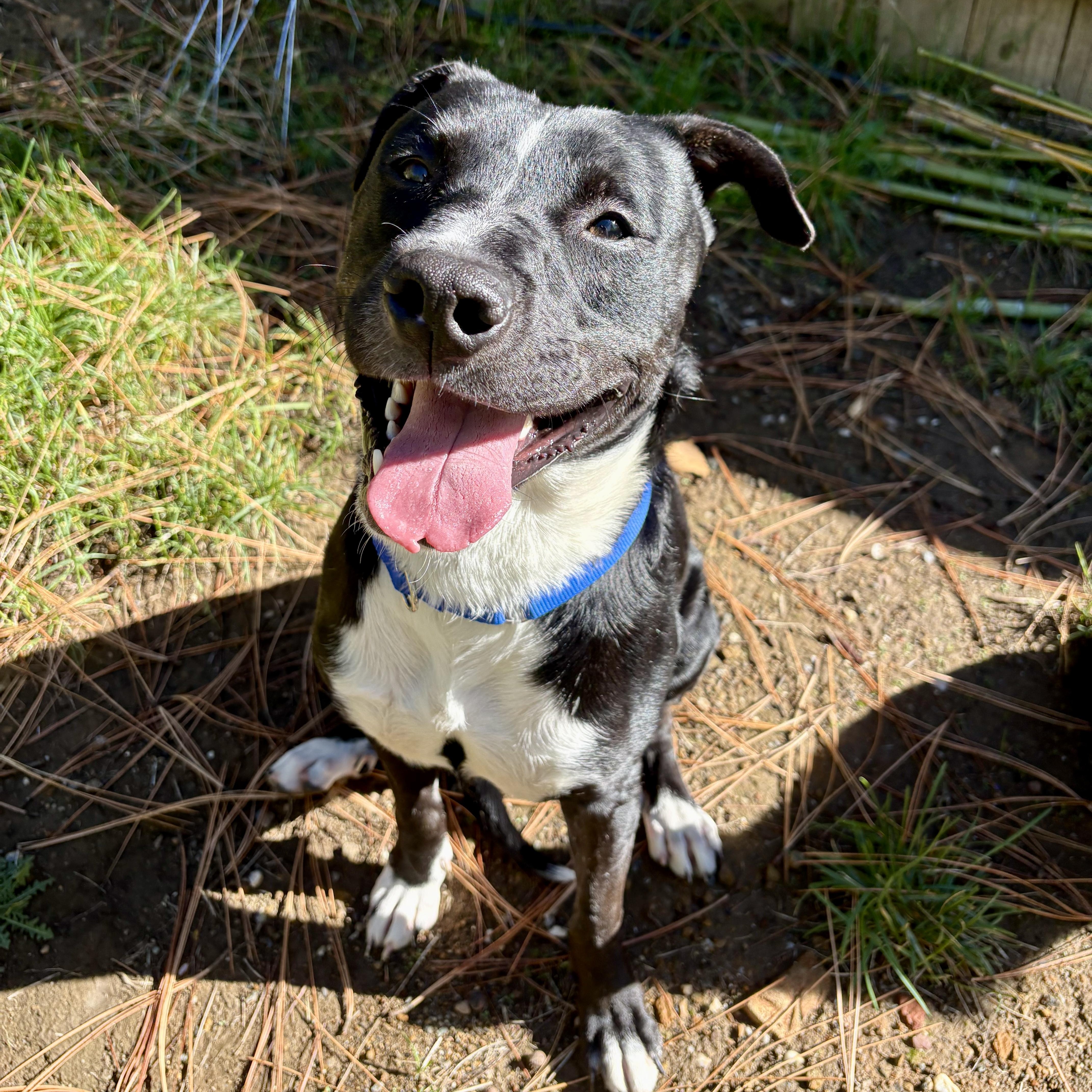 Benji- Your Best Friend, a Adoptable mixed breed in Grass Valley, CA image 1/6