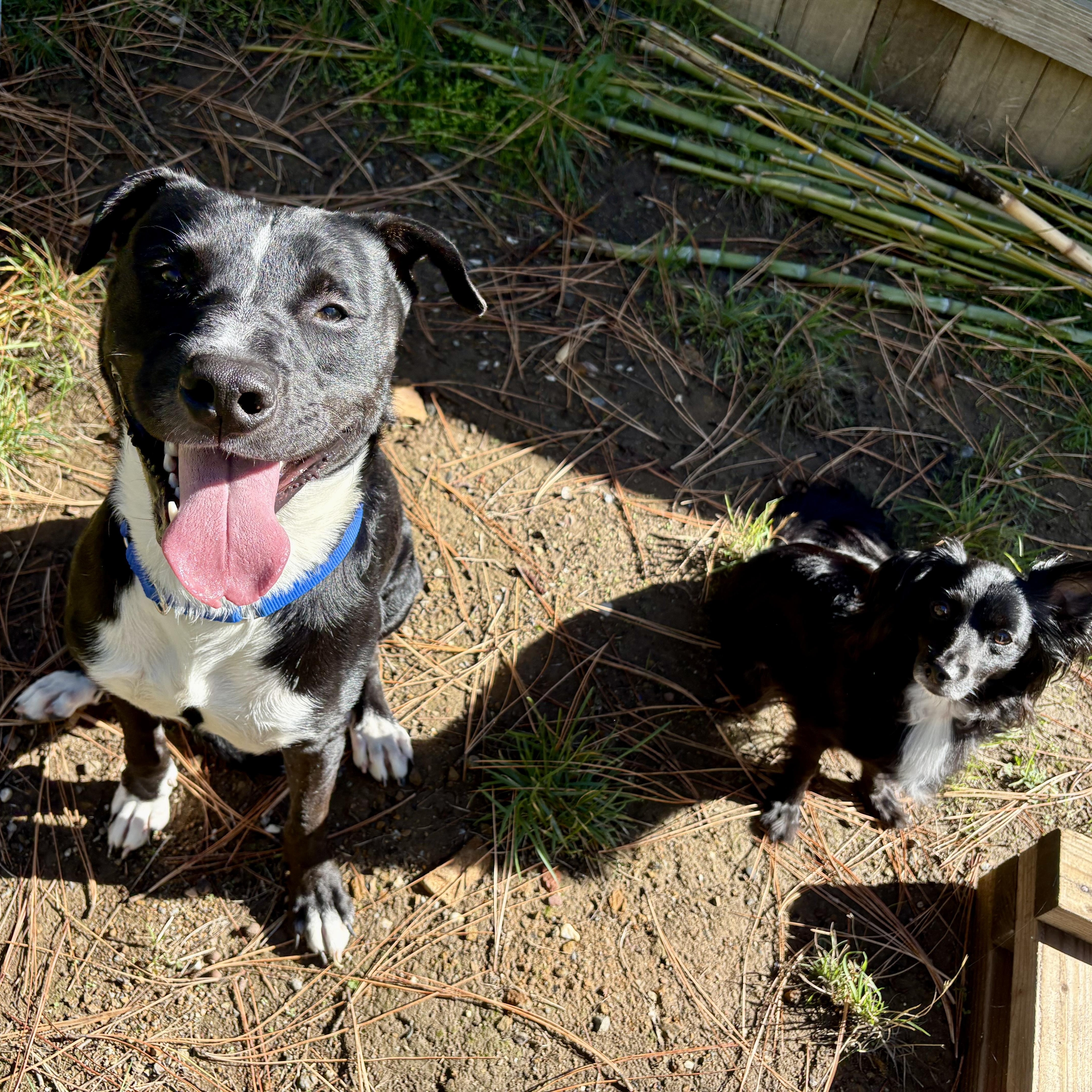Benji- Your Best Friend, a Adoptable mixed breed in Grass Valley, CA image 3/6