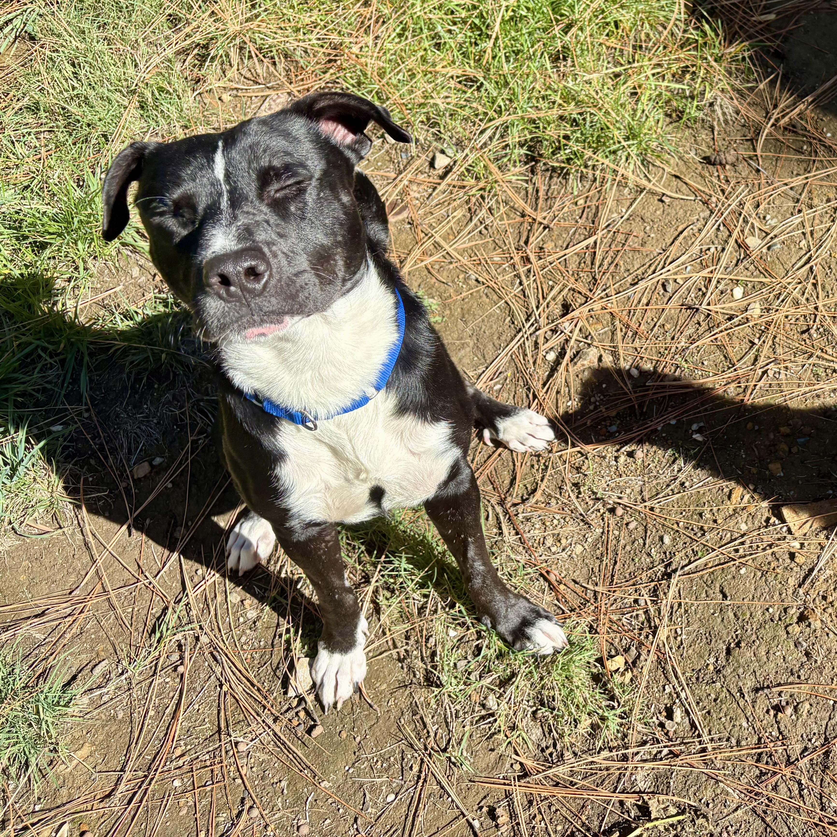 Benji- Your Best Friend, a Adoptable mixed breed in Grass Valley, CA image 5/6