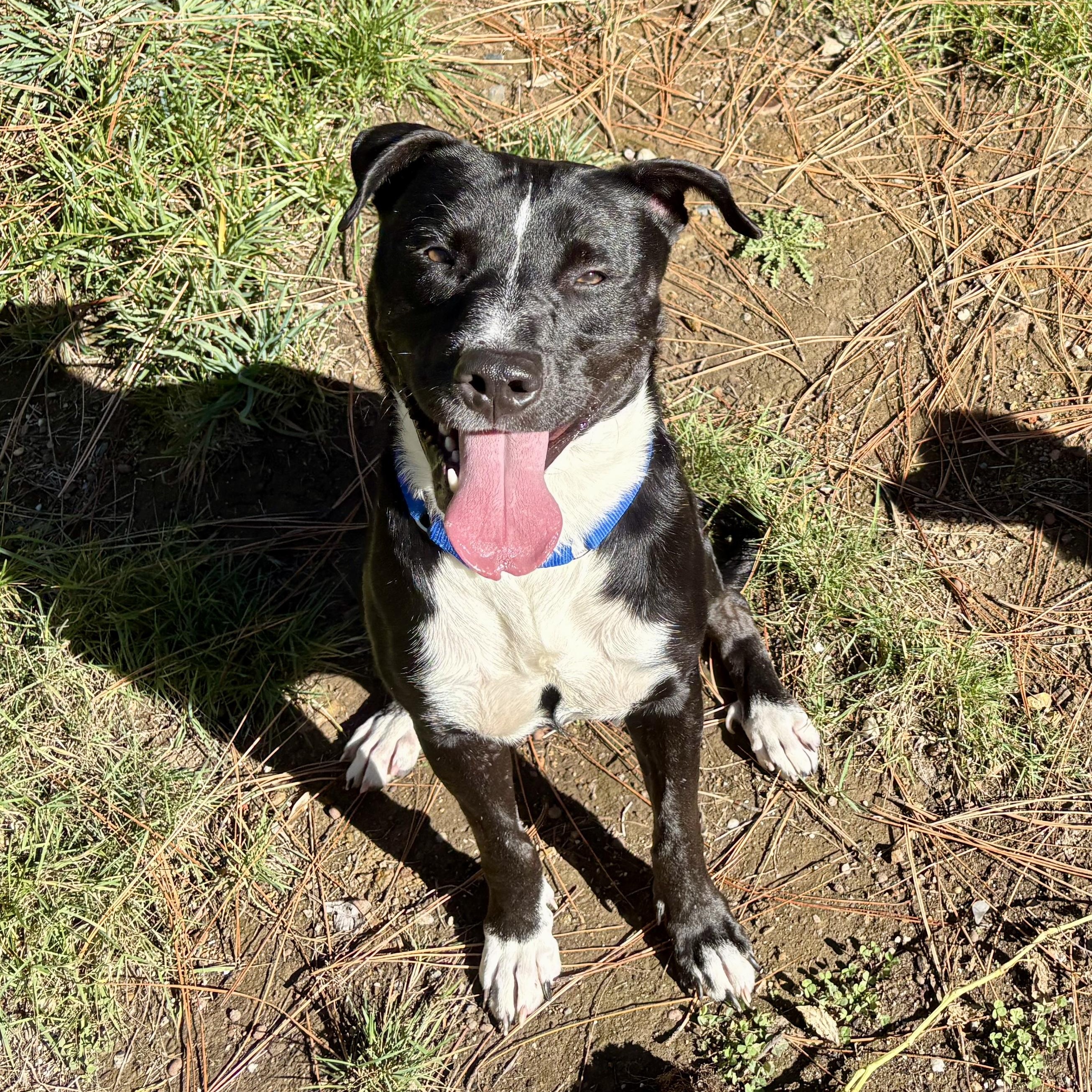 Benji- Your Best Friend, a Adoptable mixed breed in Grass Valley, CA image 4/6