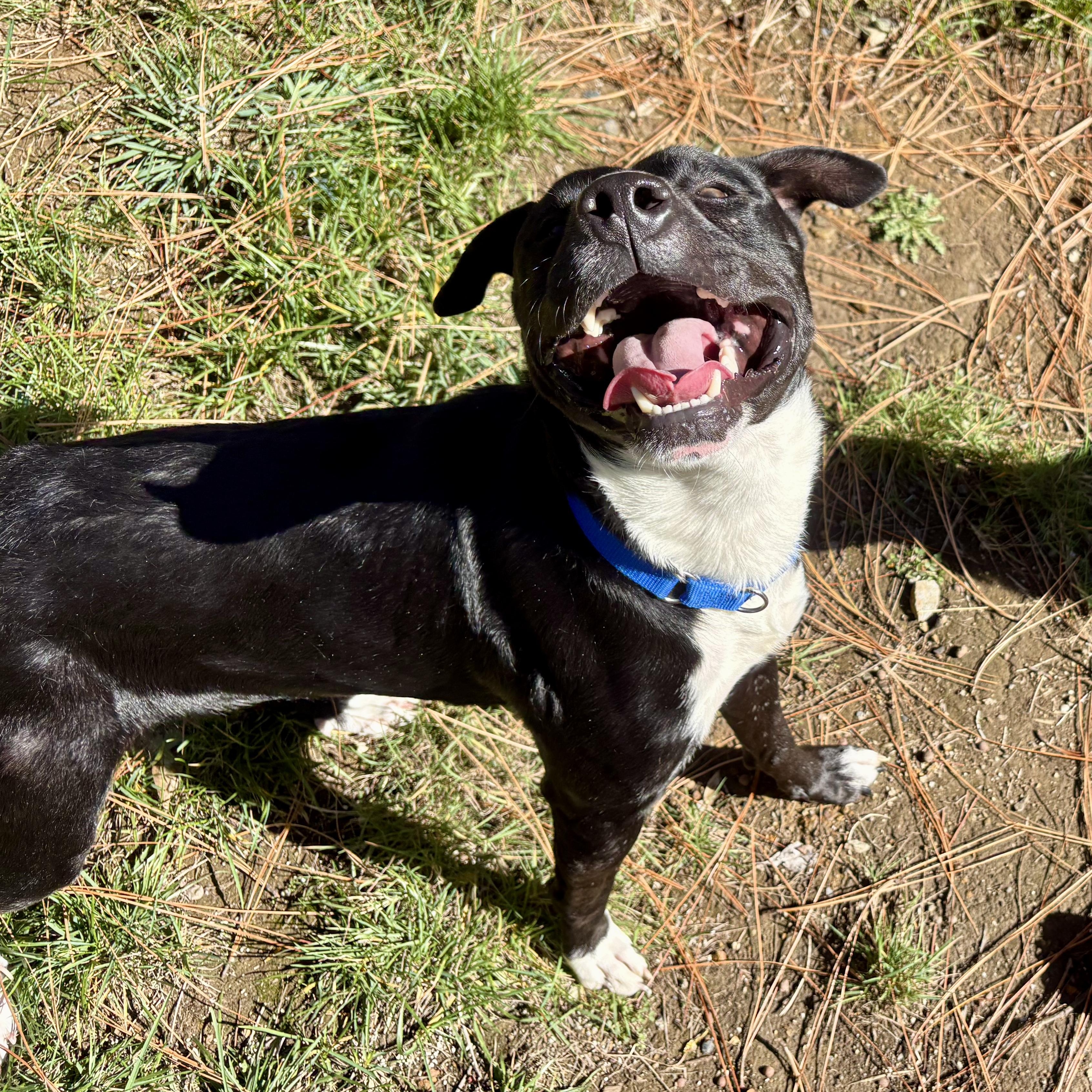 Benji- Your Best Friend, a Adoptable mixed breed in Grass Valley, CA image 2/6