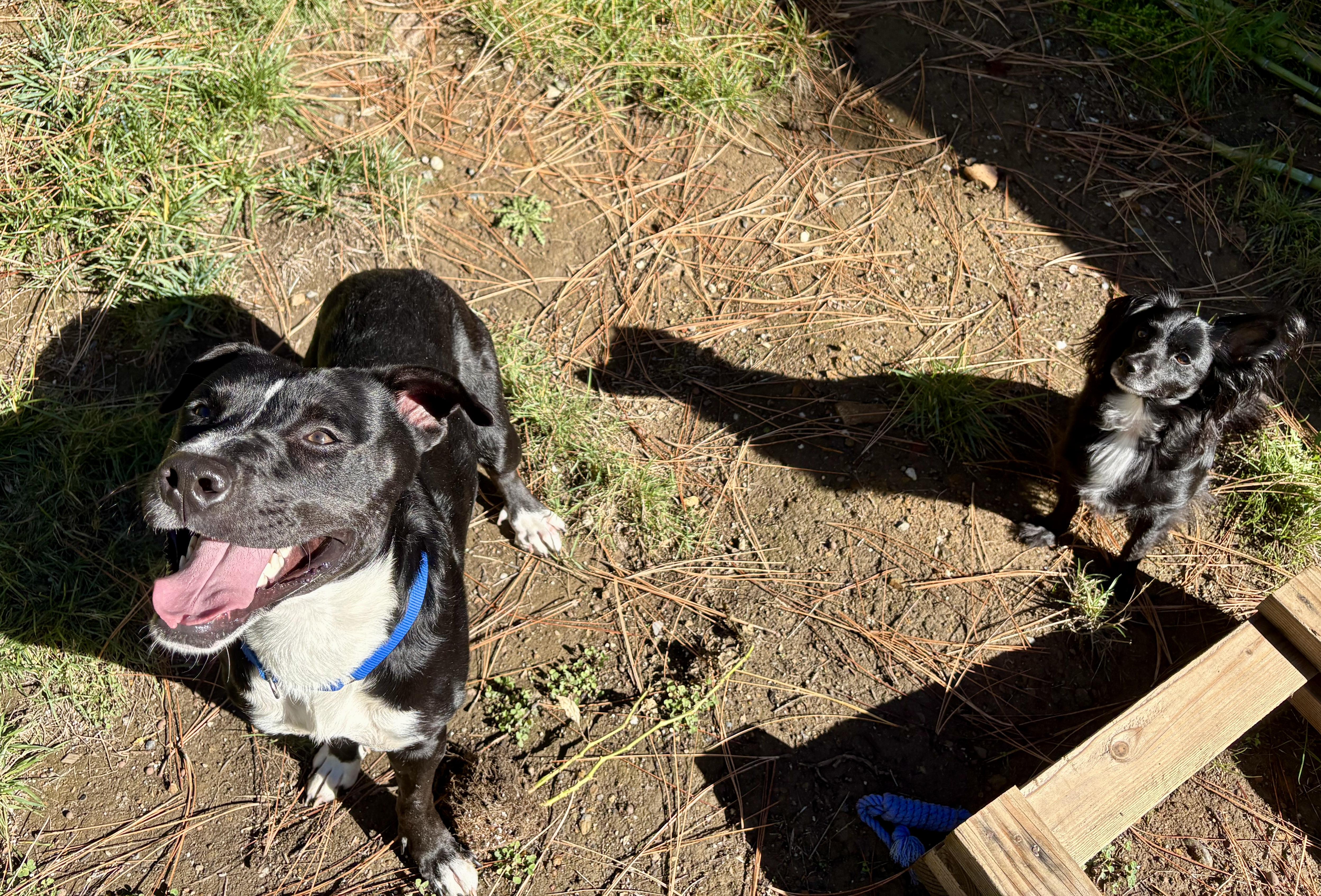 Benji- Your Best Friend, a Adoptable mixed breed in Grass Valley, CA image 6/6
