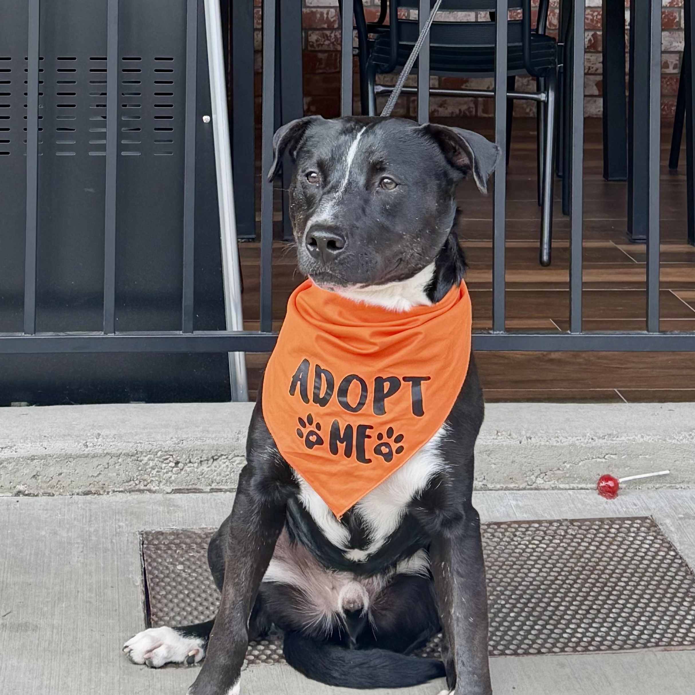 Enlarge Benji- Your Best Friend, a Adoptable mixed breed in Grass Valley, CA image 6/6