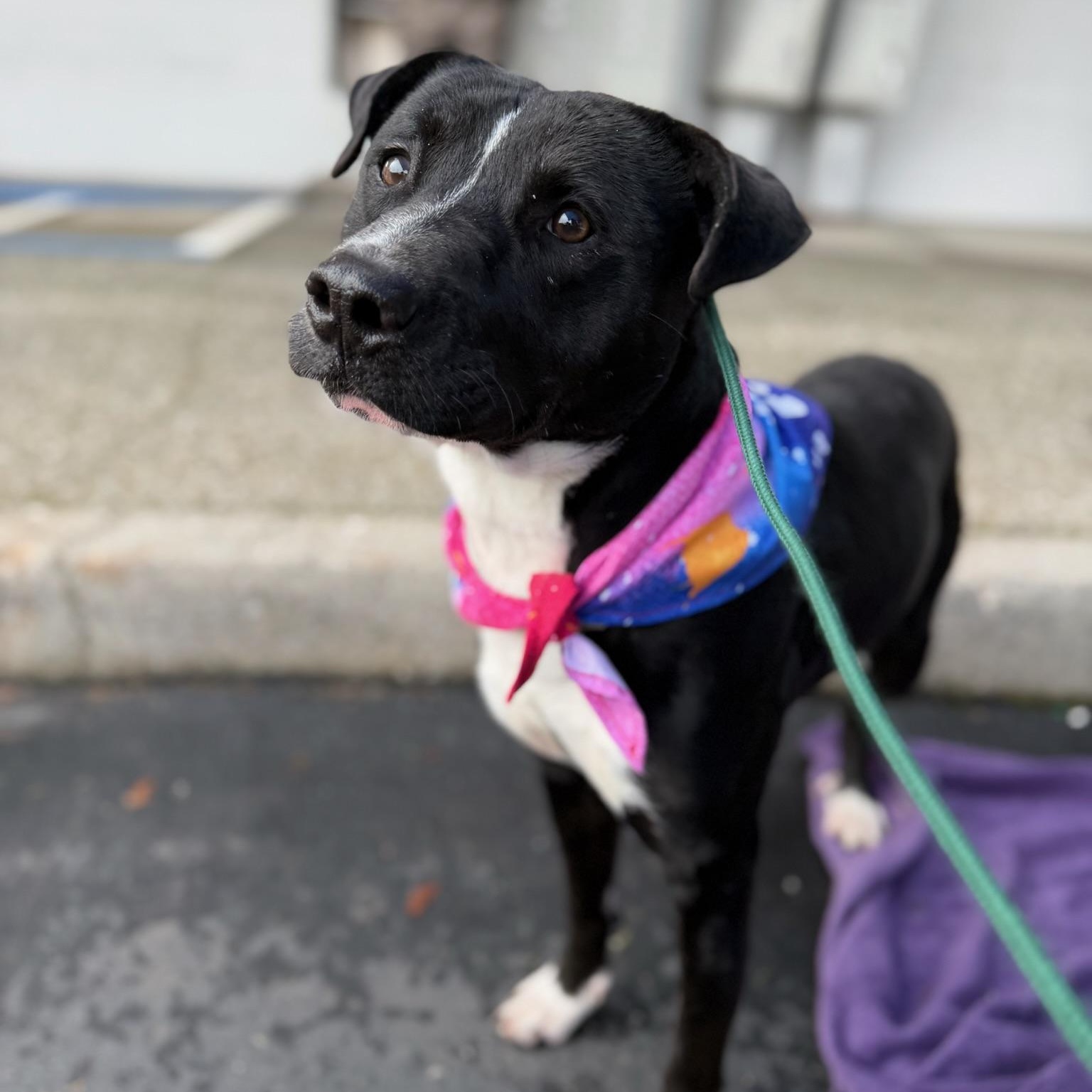 Enlarge Benji- Your Best Friend, a Adoptable mixed breed in Grass Valley, CA image 1/6