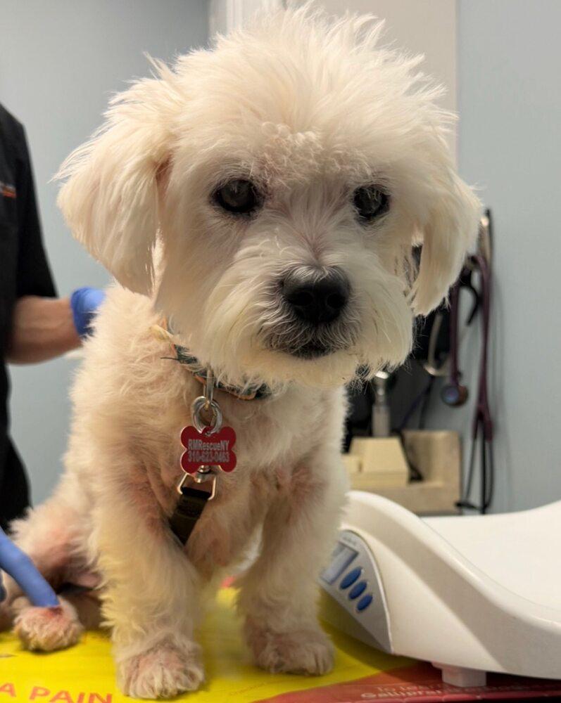Nico, Adoptable, Senior Male Maltese & Mixed Breed.