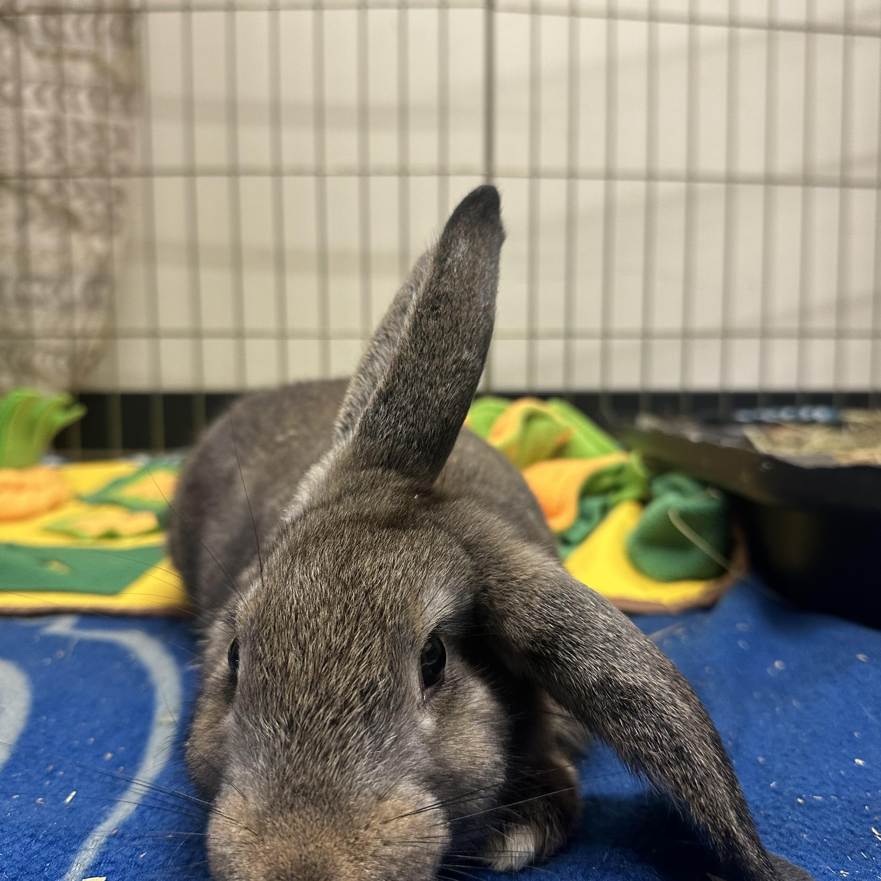 Weston, a ADOPTABLE mixed breed in Vancouver, BC image 5/6