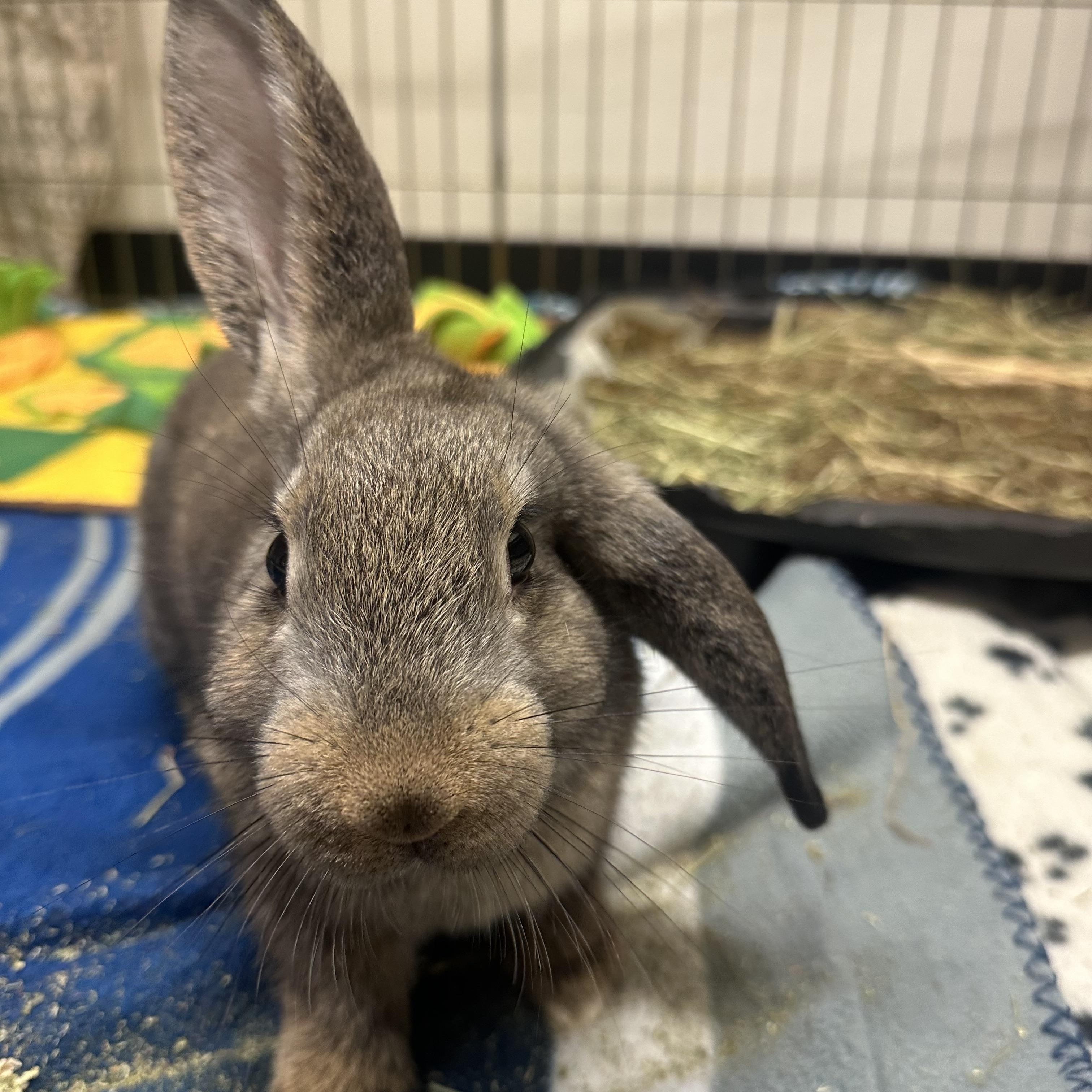Weston, a ADOPTABLE mixed breed in Vancouver, BC image 3/6