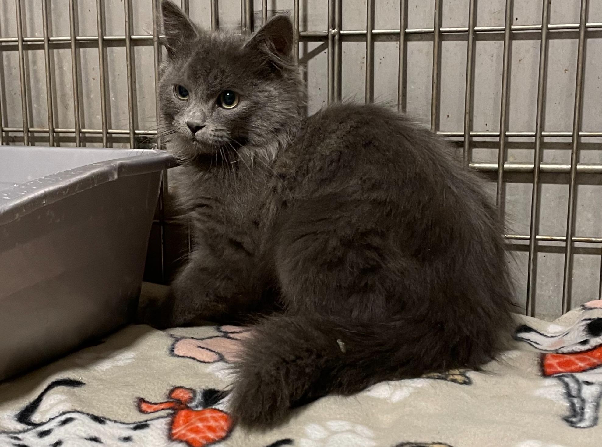 Camp Fire, ADOPTABLE, Young Female Domestic Medium Hair.