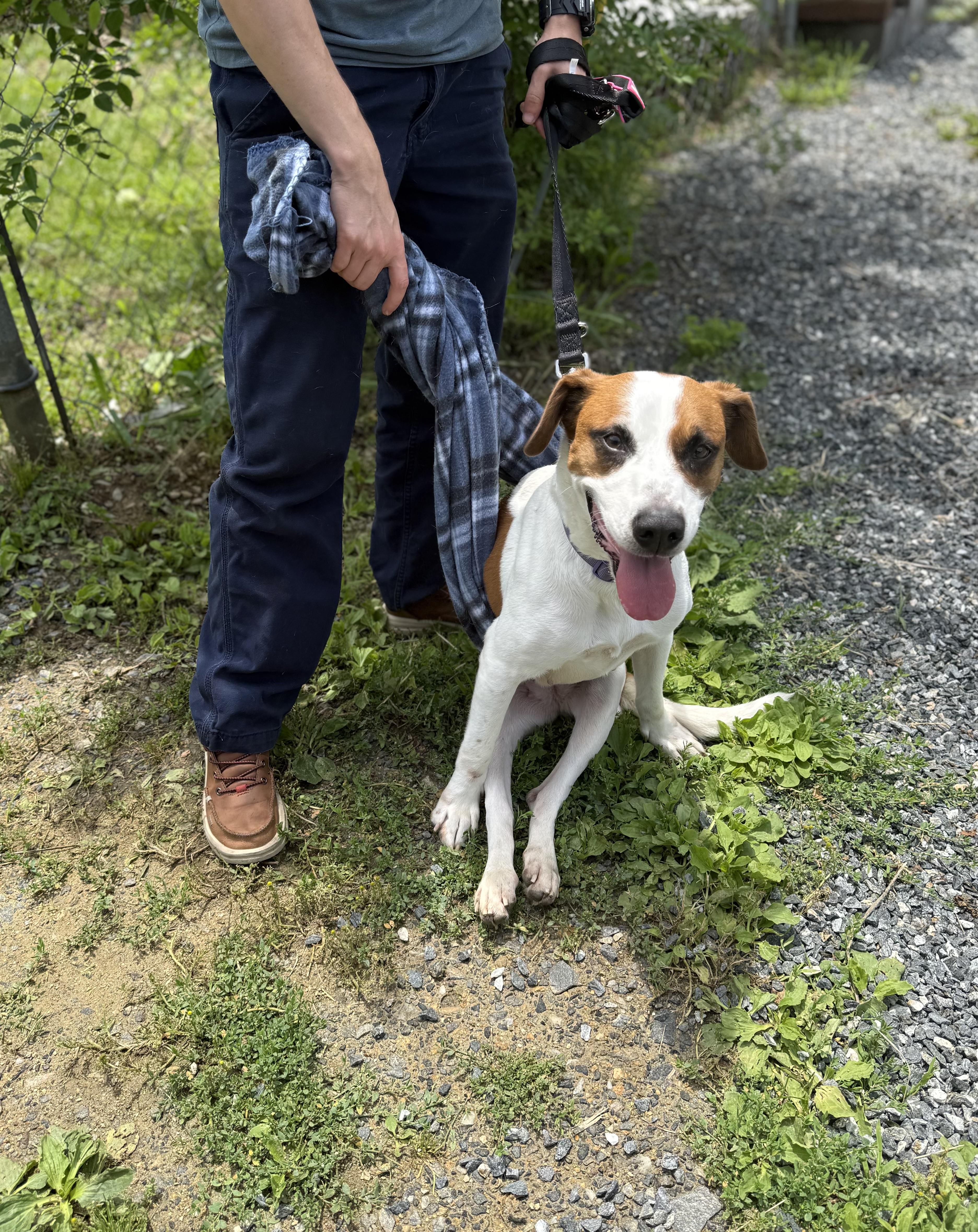 Molly Wolly, a ADOPTABLE Jack Russell Terrier in Marshall, NC image 4/6