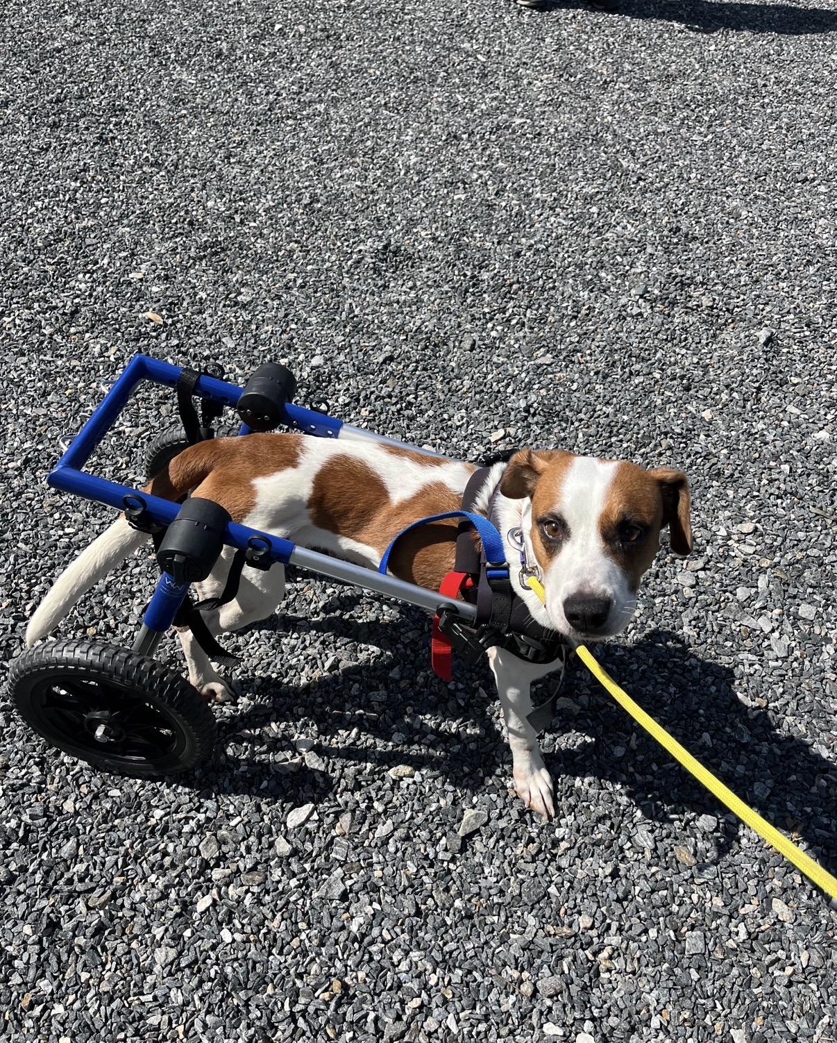 Molly Wolly, ADOPTABLE, Adult Female Jack Russell Terrier.