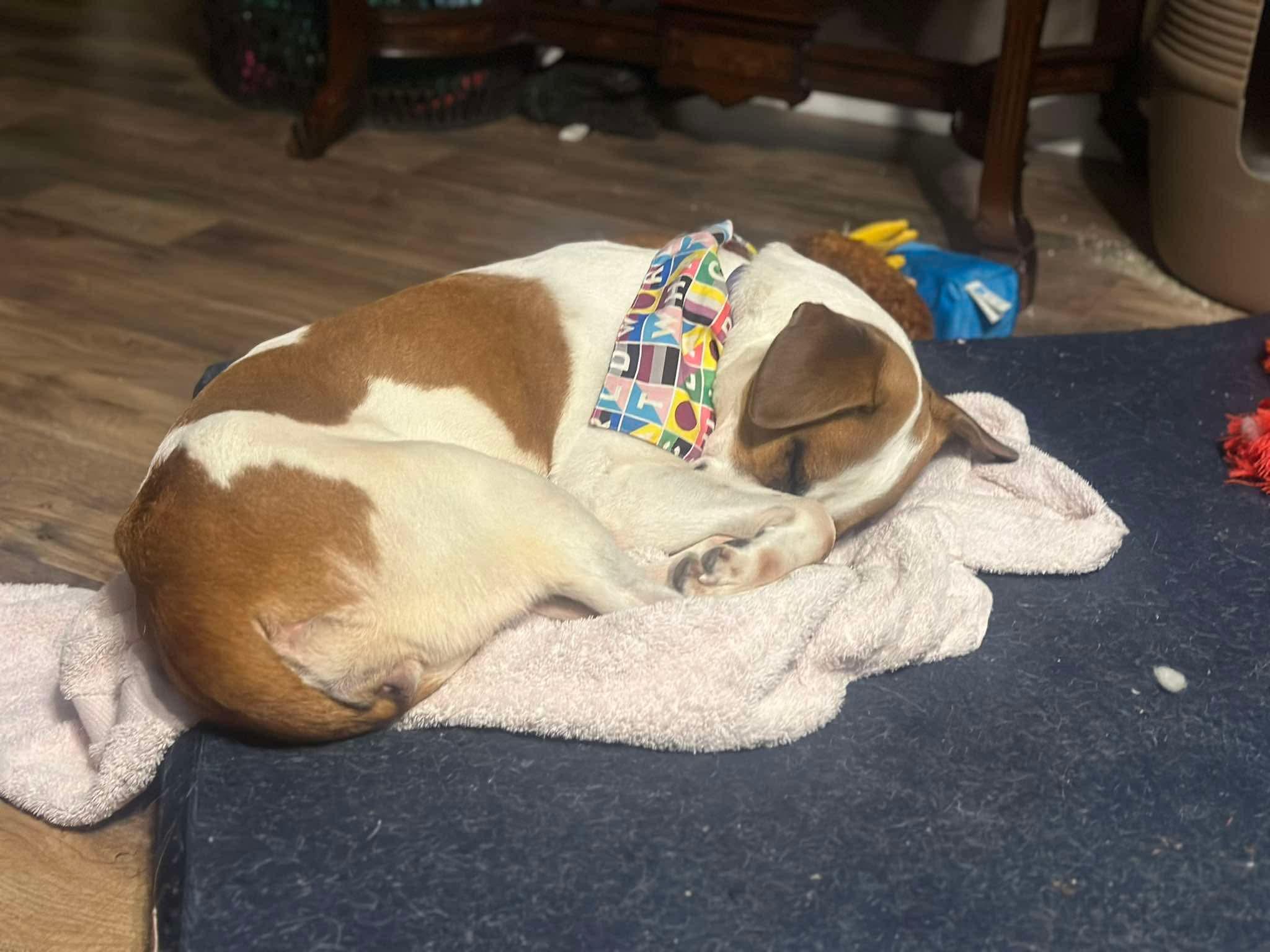 Enlarge Molly Wolly, a ADOPTABLE Jack Russell Terrier in Marshall, NC image 5/6
