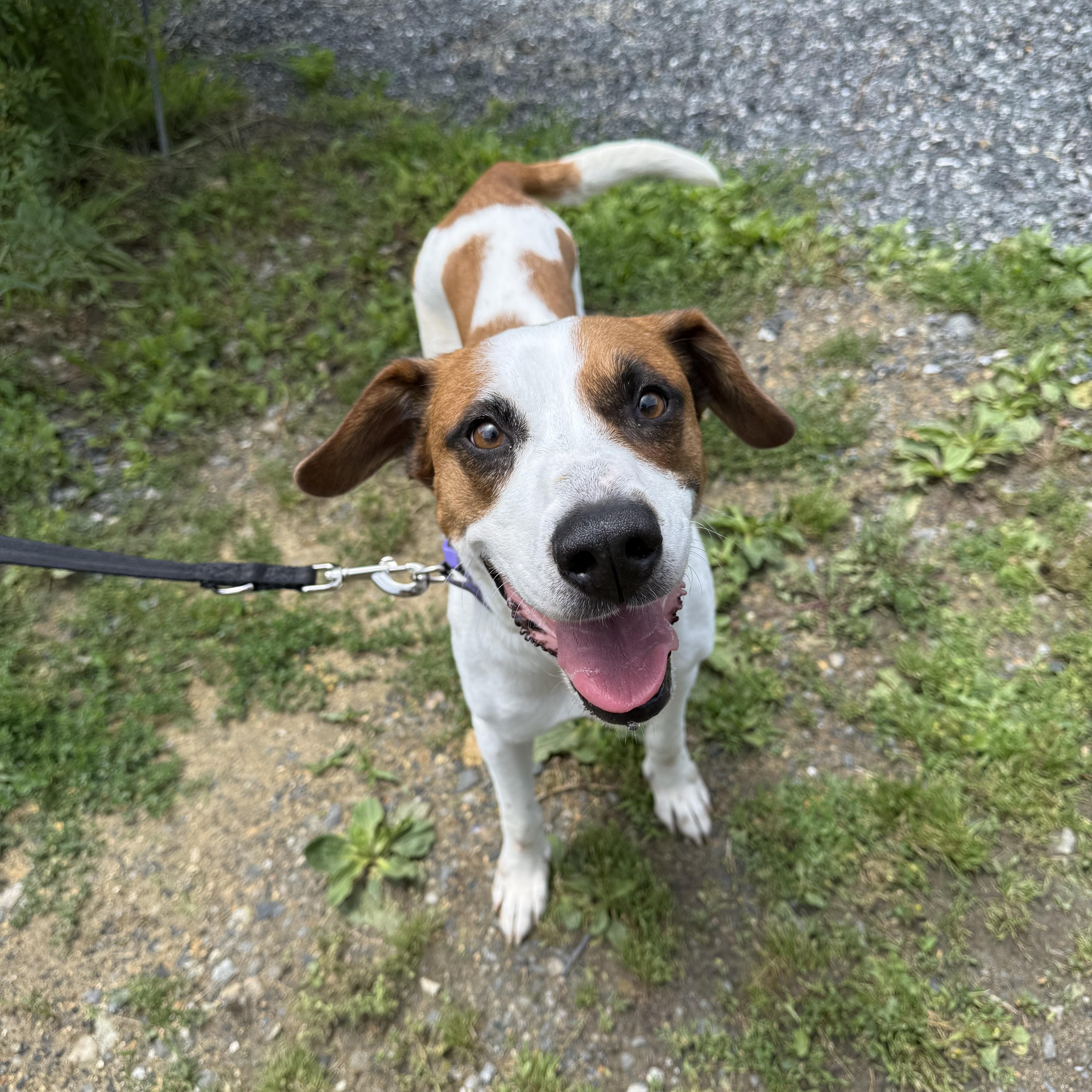 Molly Wolly, a ADOPTABLE Jack Russell Terrier in Marshall, NC image 1/6