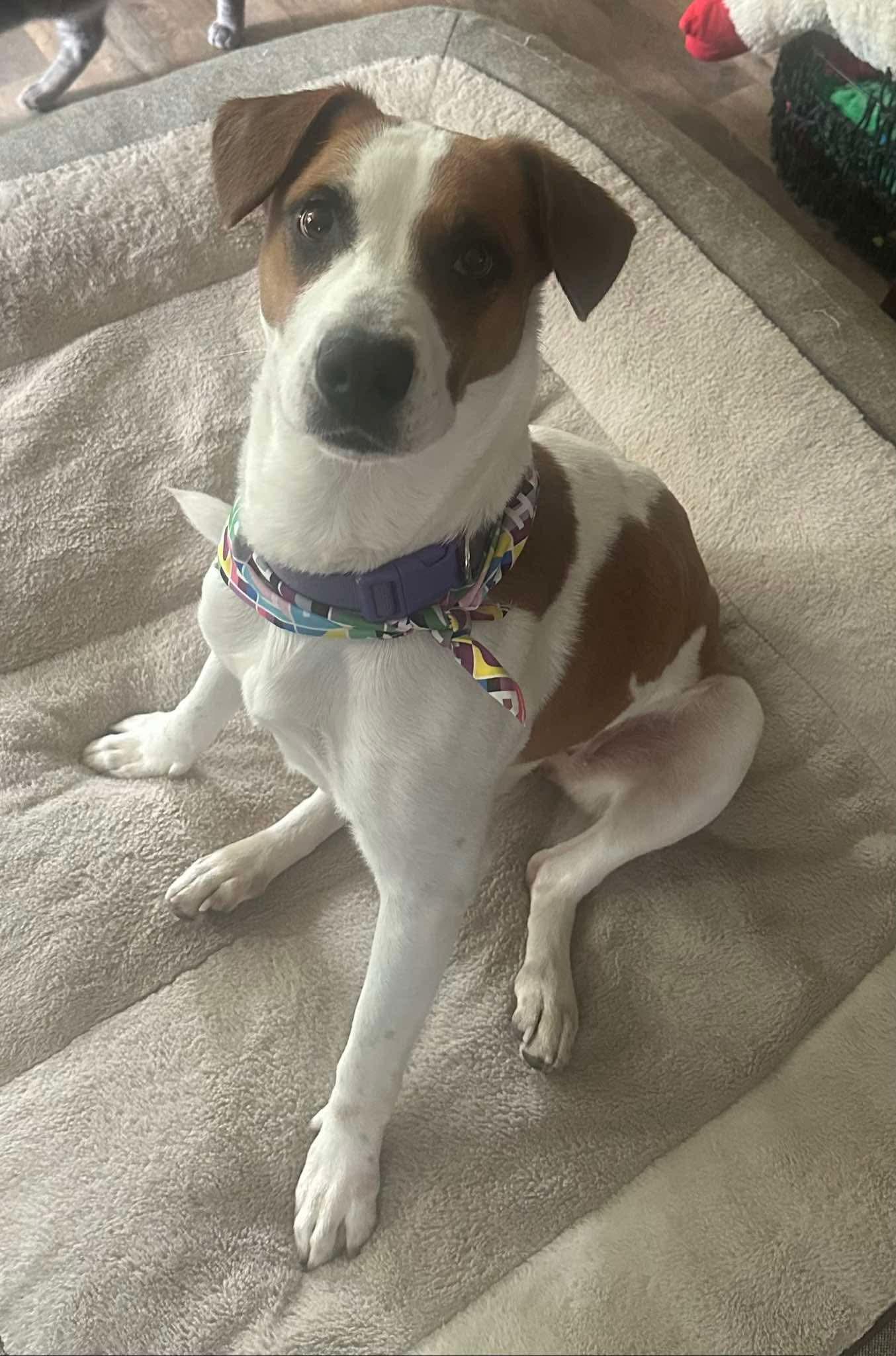 Enlarge Molly Wolly, a ADOPTABLE Jack Russell Terrier in Marshall, NC image 3/6