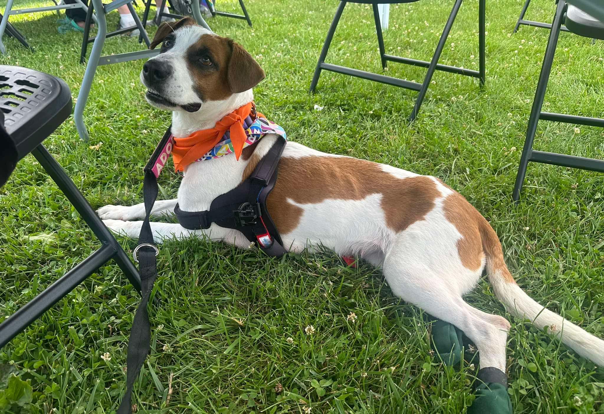 Molly Wolly, ADOPTABLE, Adult Female Jack Russell Terrier.