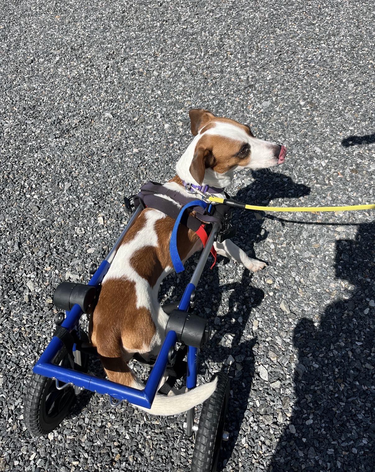 Molly Wolly, a ADOPTABLE Jack Russell Terrier in Marshall, NC image 3/3