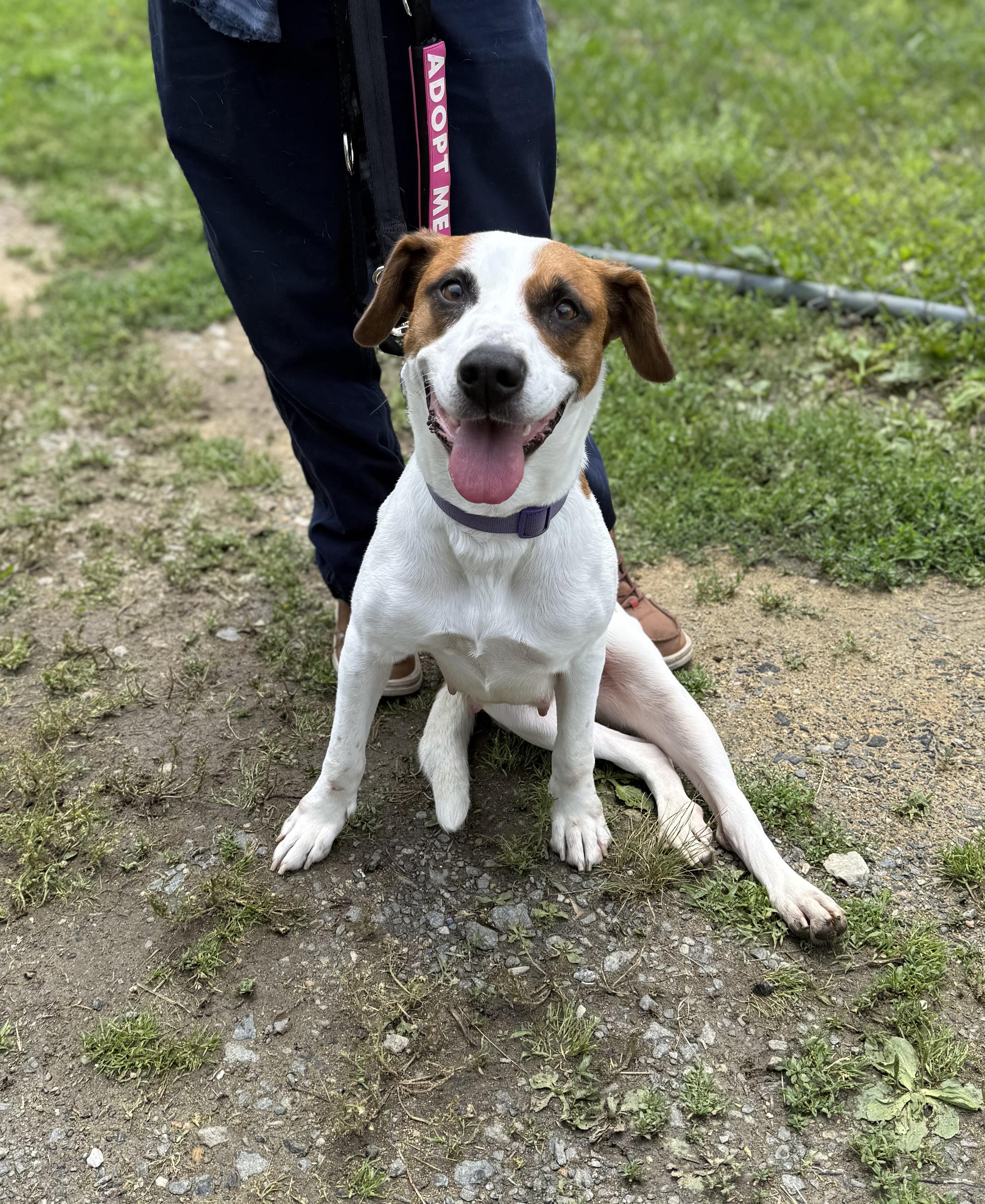 Molly Wolly, a ADOPTABLE Jack Russell Terrier in Marshall, NC image 2/6