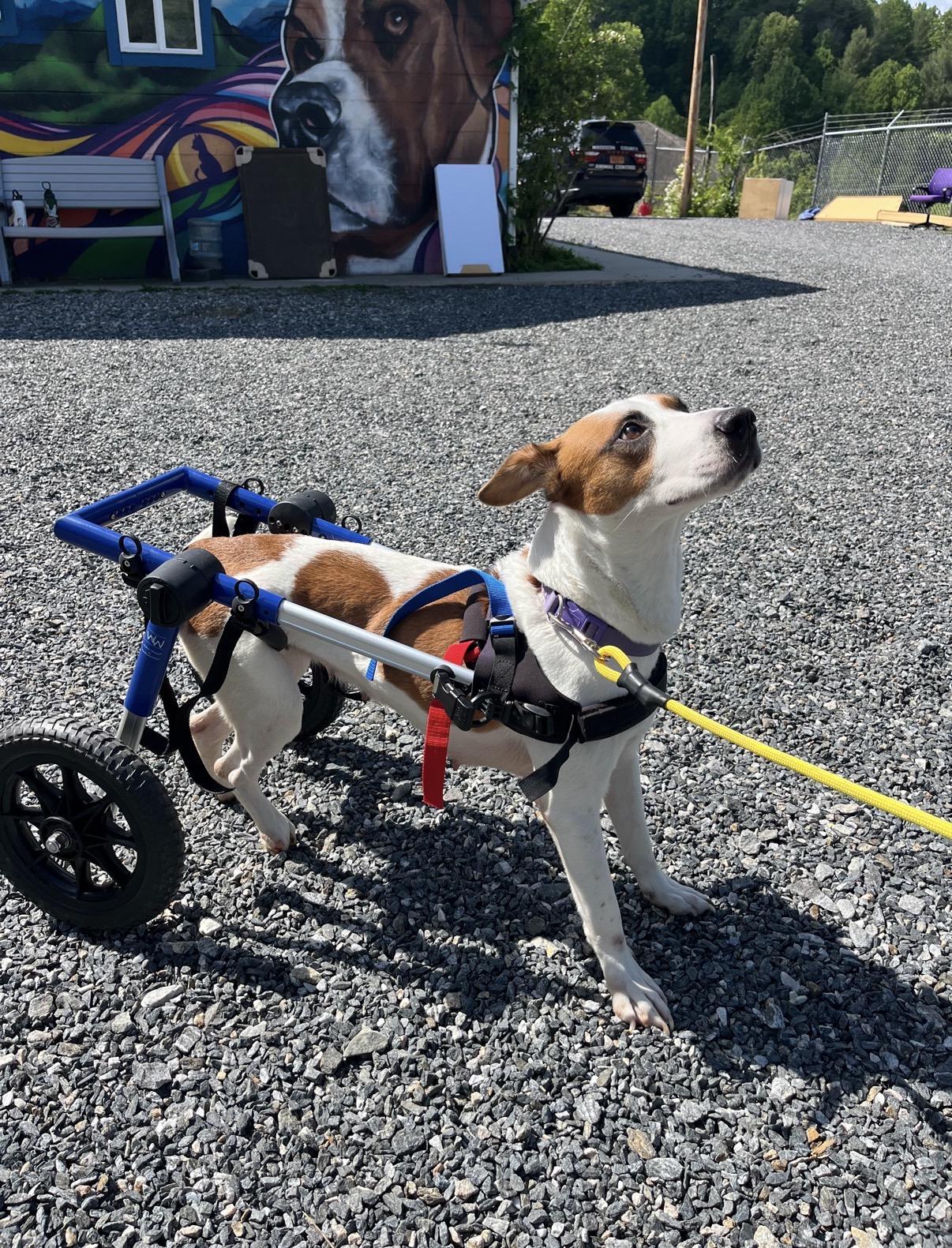 Molly Wolly, a ADOPTABLE Jack Russell Terrier in Marshall, NC image 2/3