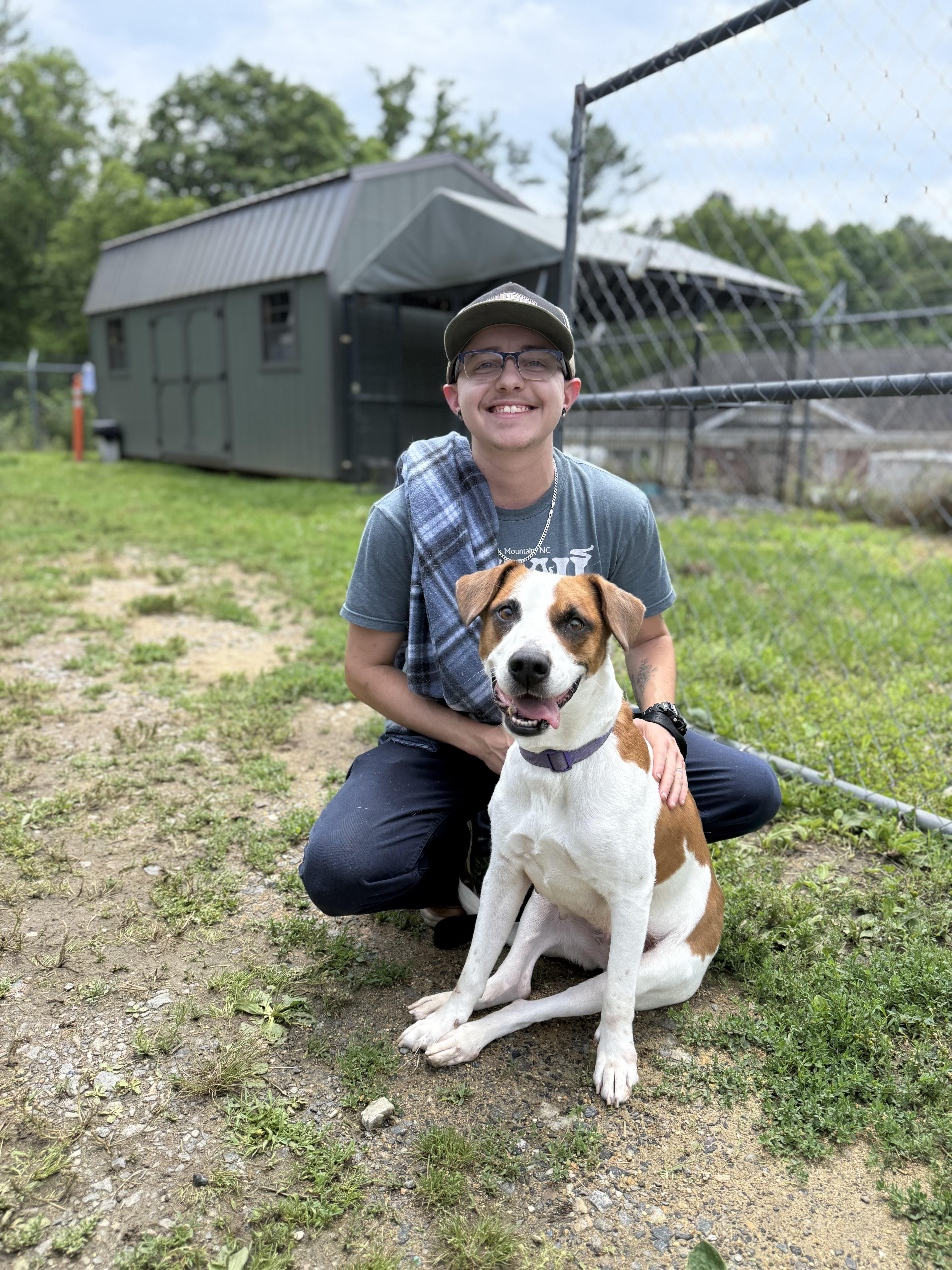 Molly Wolly, a ADOPTABLE Jack Russell Terrier in Marshall, NC image 3/6