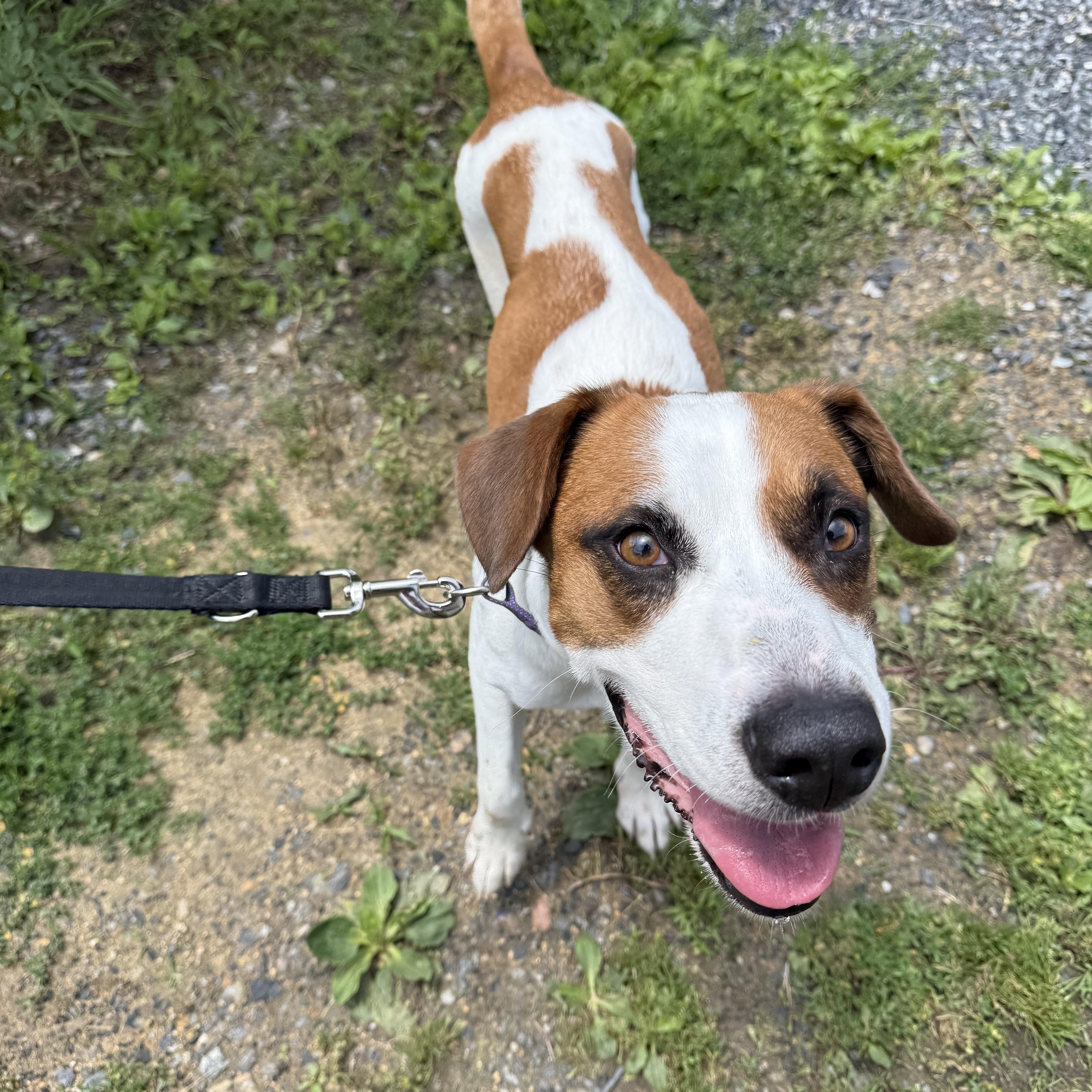 Molly Wolly, a ADOPTABLE Jack Russell Terrier in Marshall, NC image 6/6
