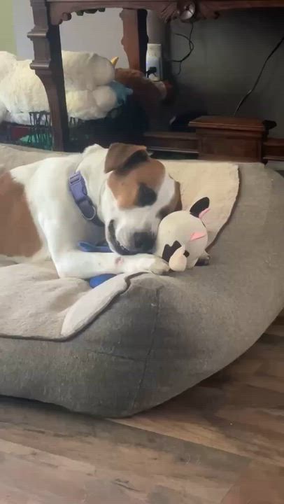 Enlarge Molly Wolly, a ADOPTABLE Jack Russell Terrier in Marshall, NC video 4/6